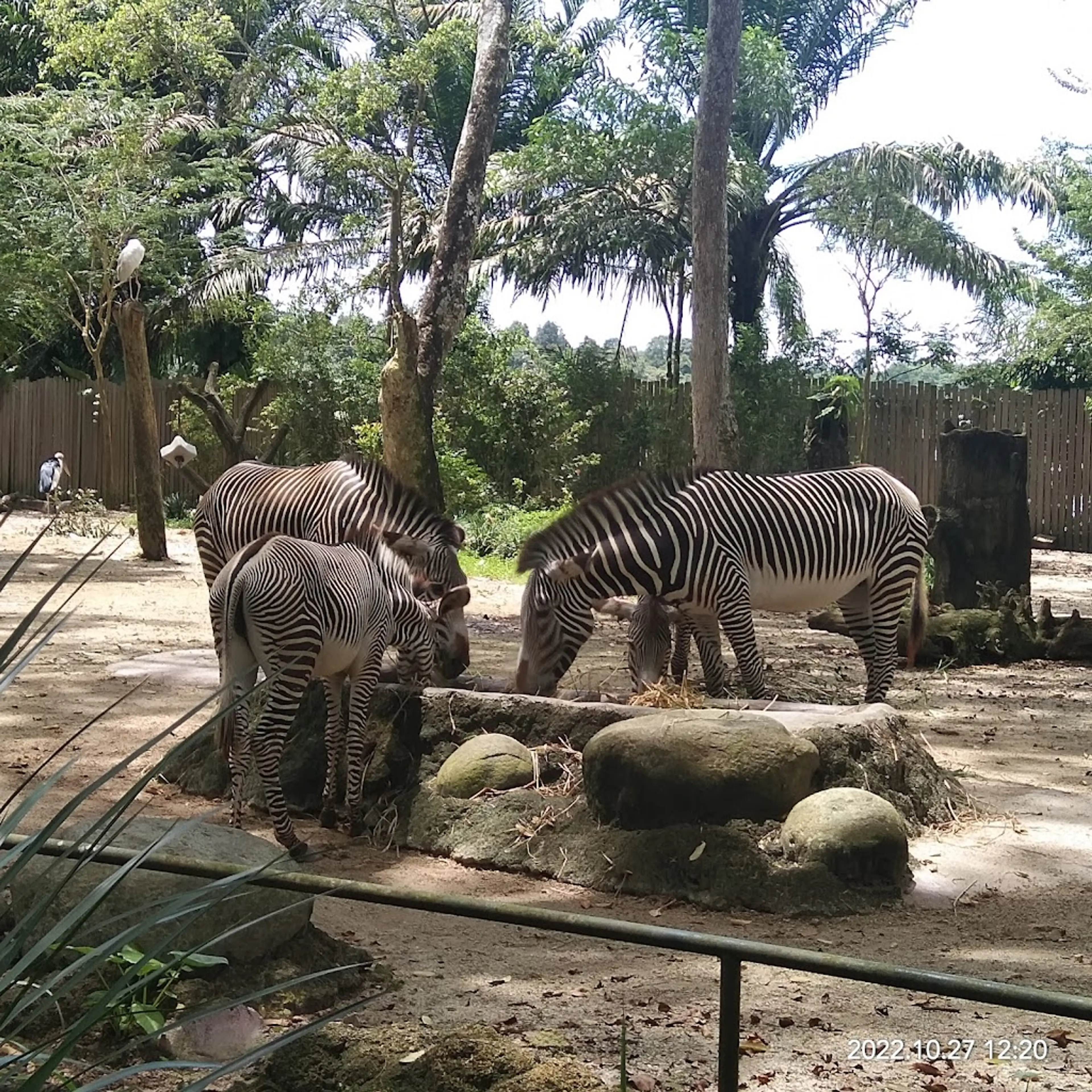 Singapore Zoo