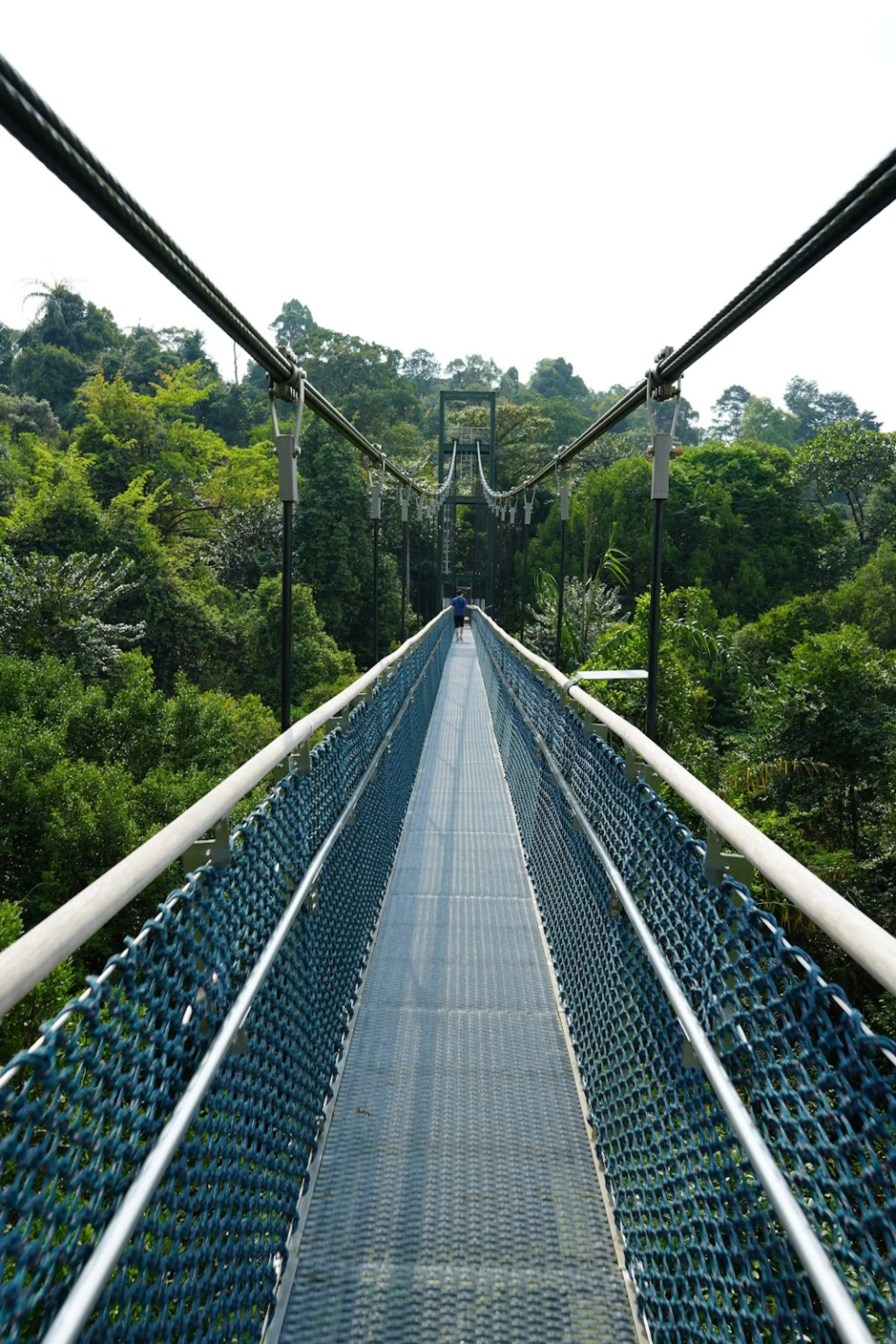 TreeTop Walk