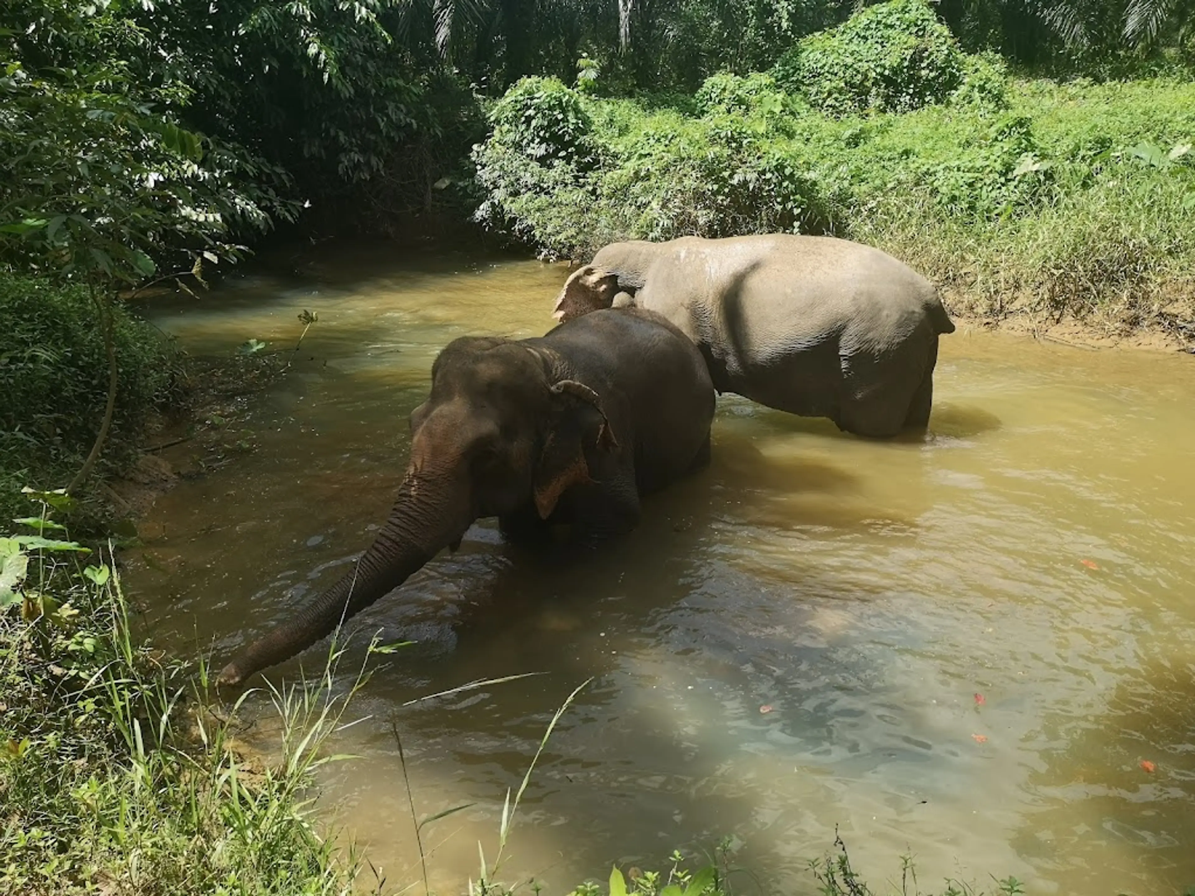 Khao Sok Elephant Sanctuary