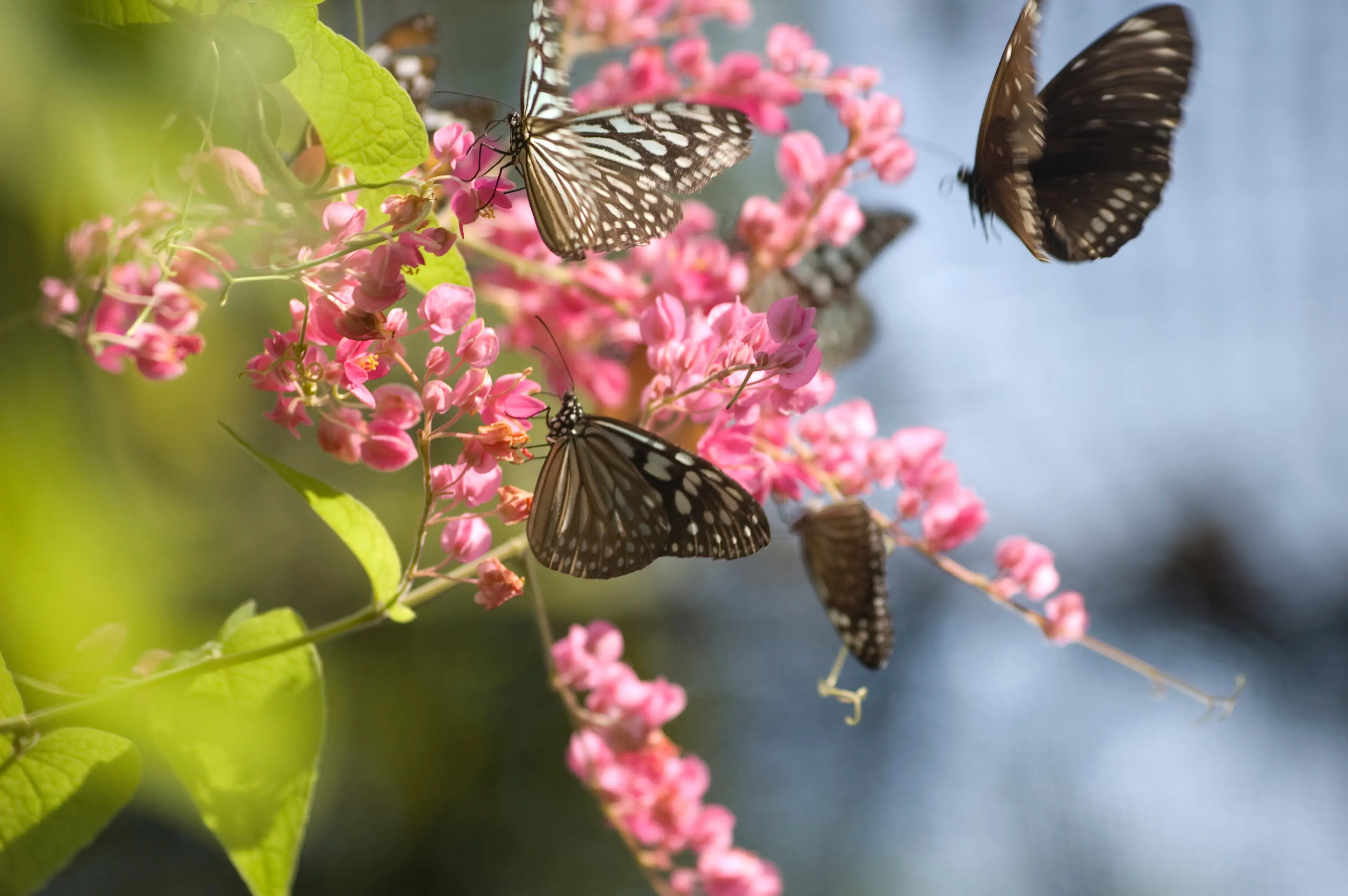 Samui Butterfly Garden