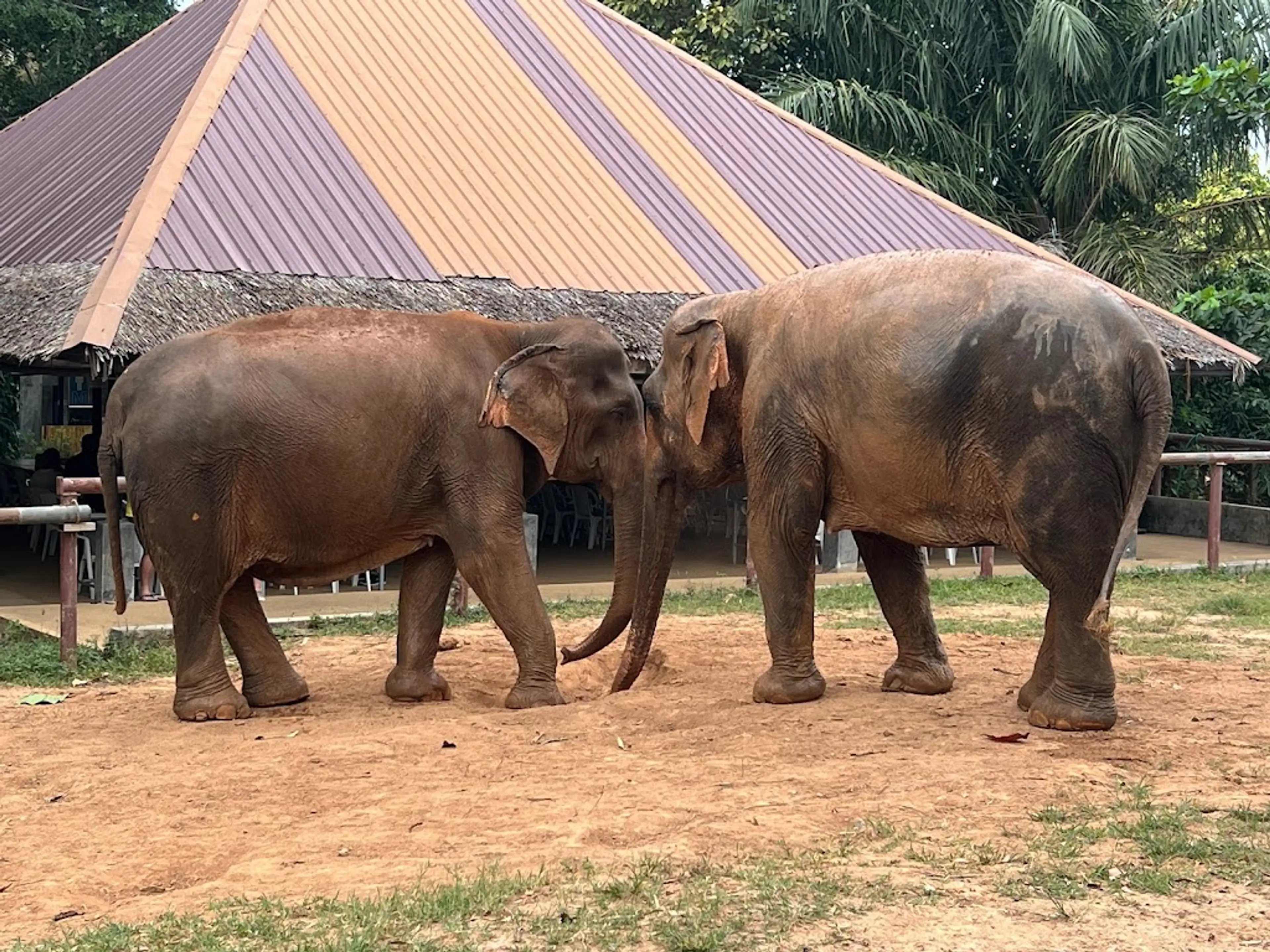 Samui Elephant Sanctuary