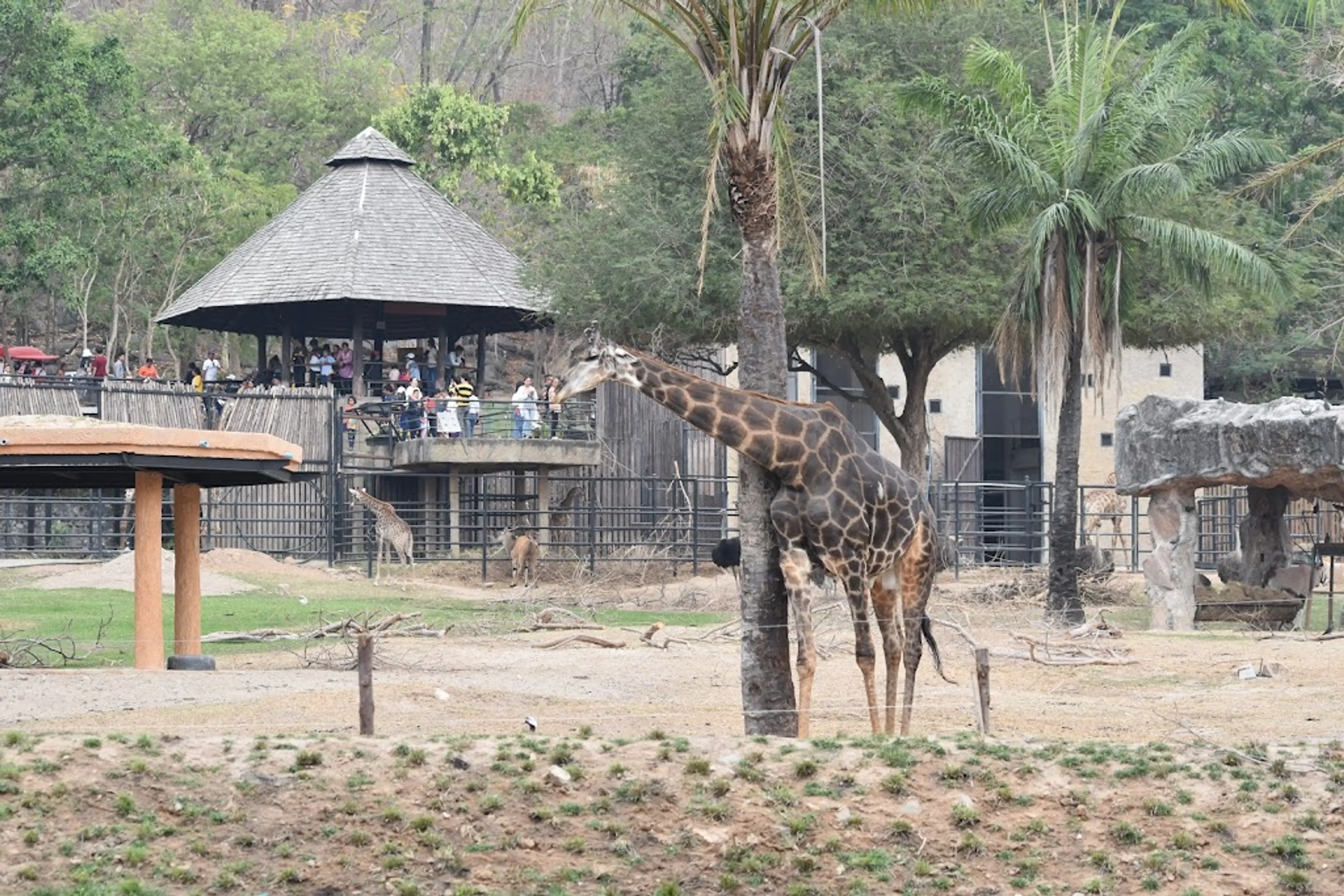 Khao Kheow Open Zoo