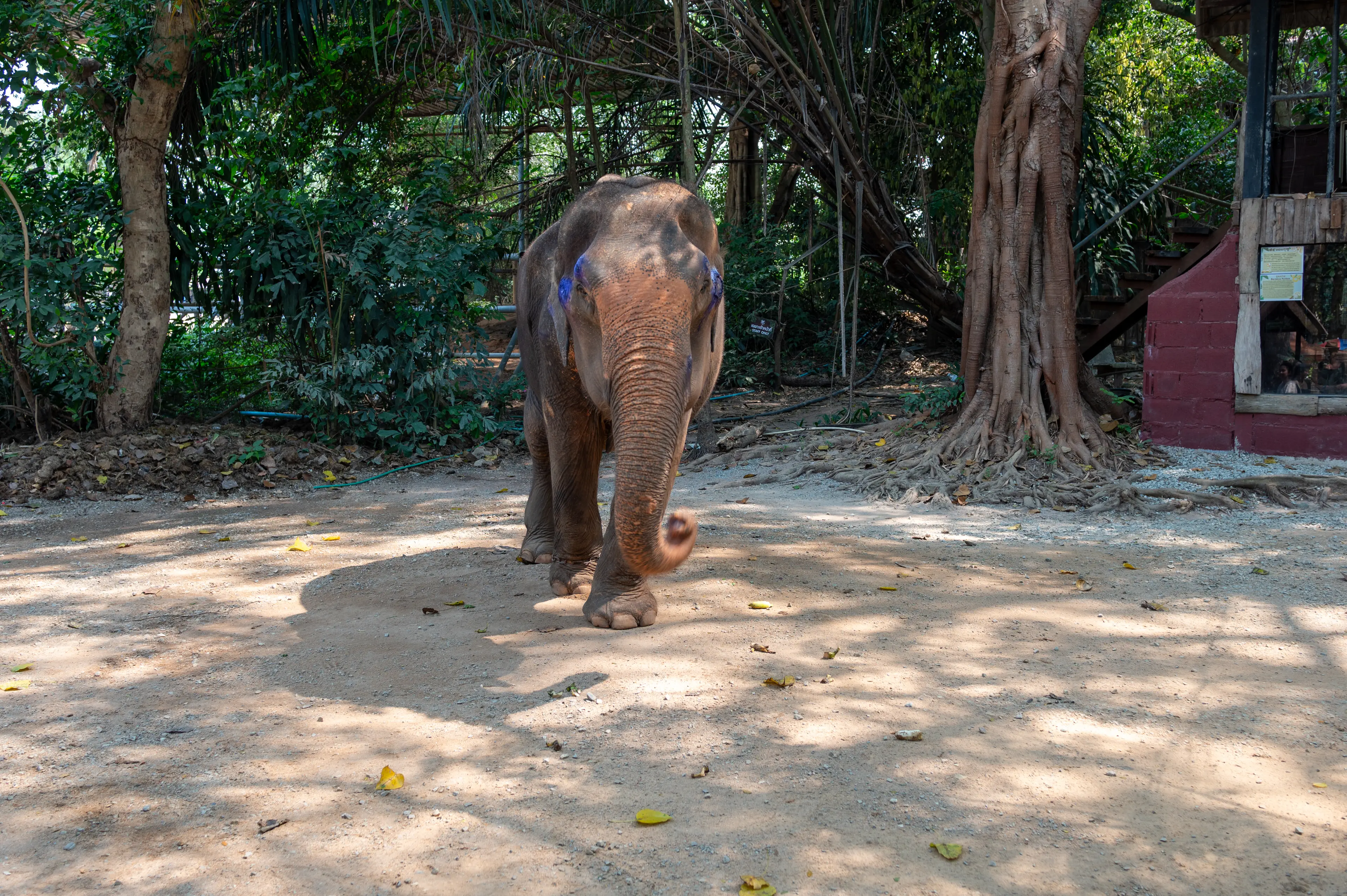 Pattaya Elephant Village