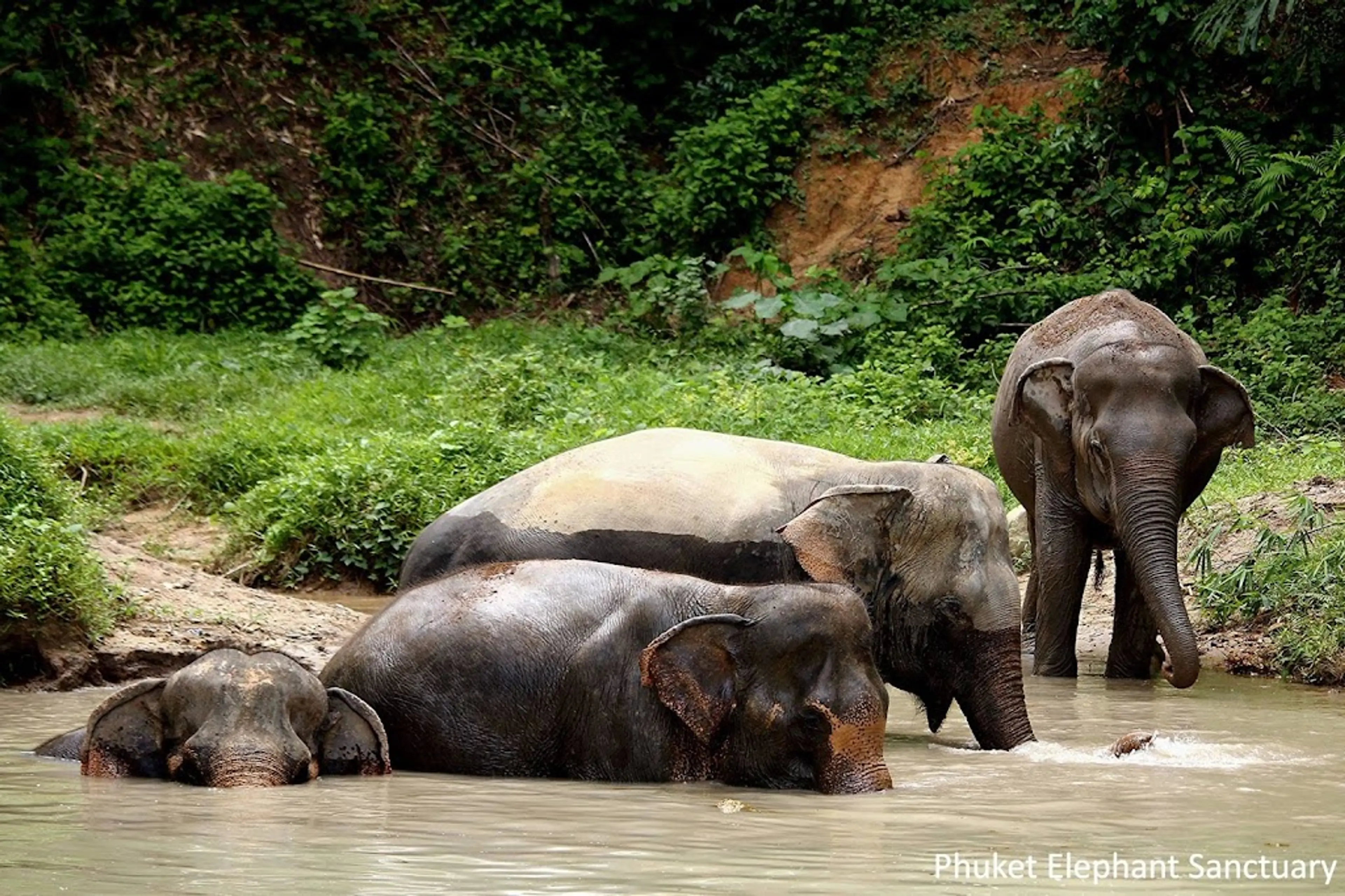 Elephant Sanctuary