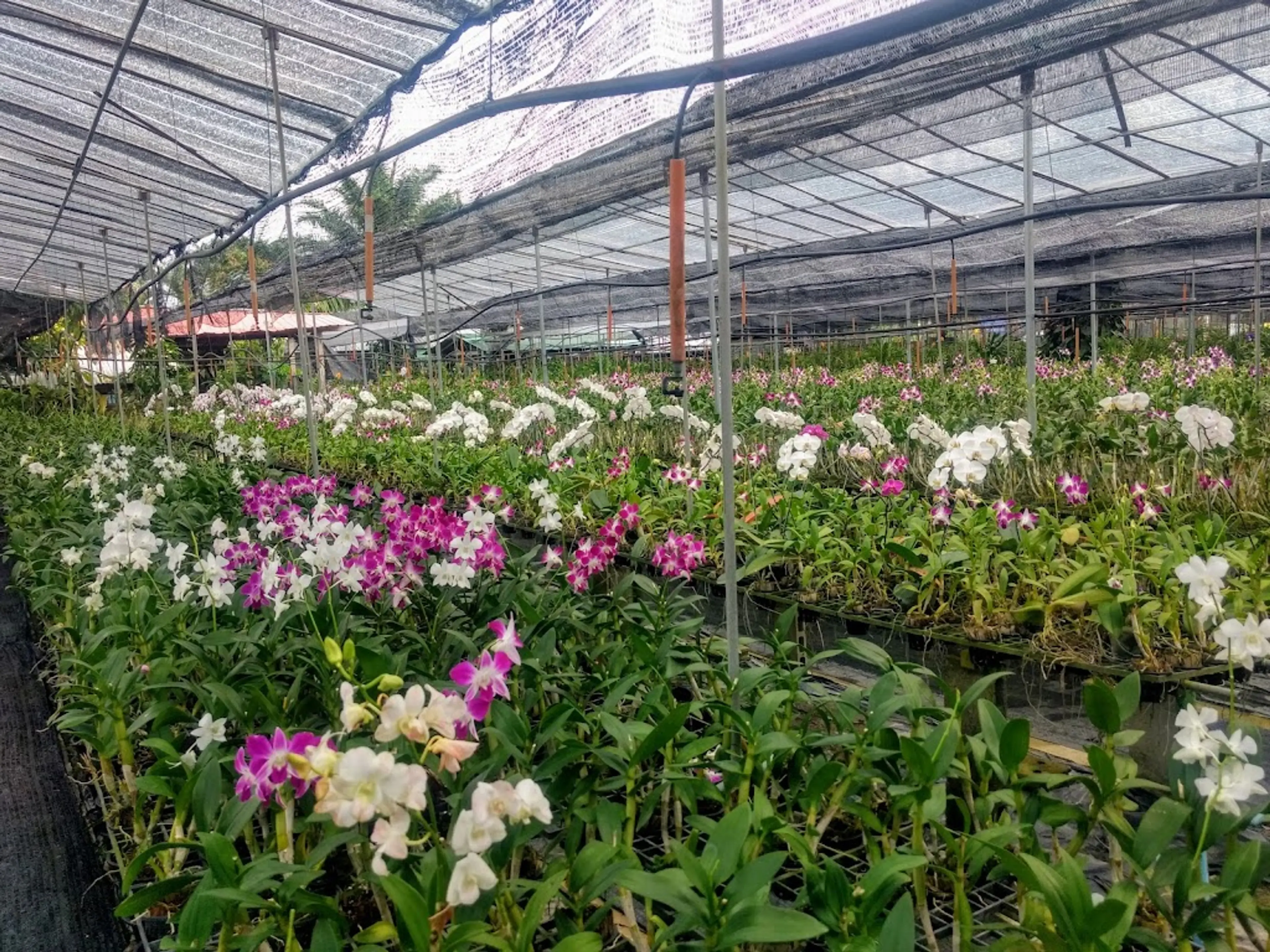 Orchid Farm
