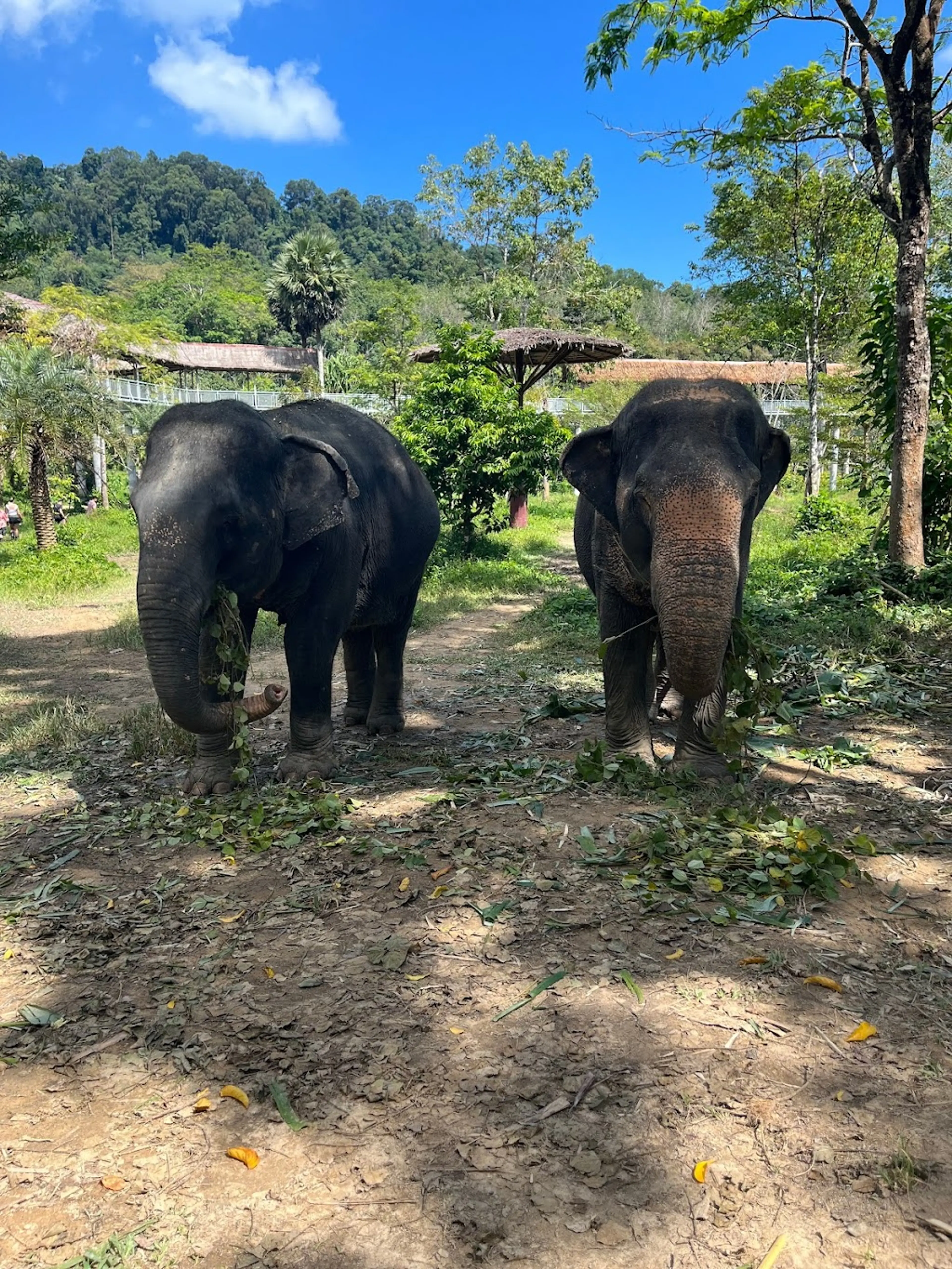 Phuket Elephant Sanctuary