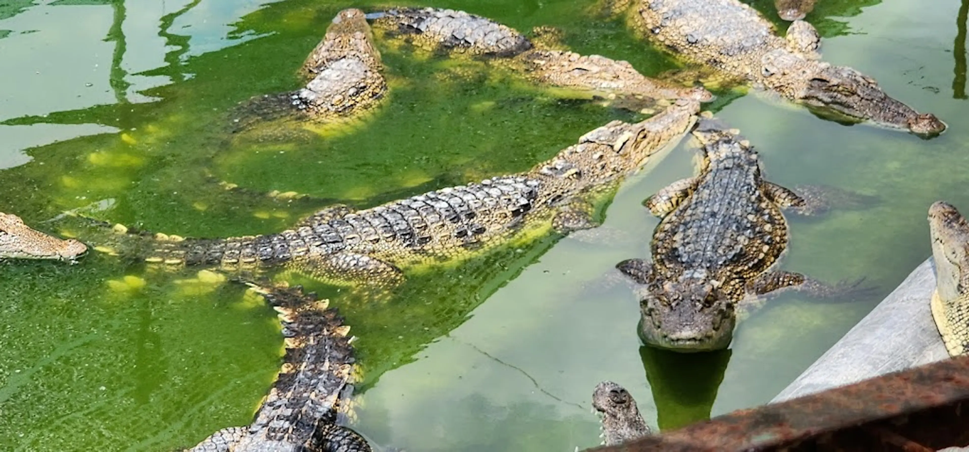 Crocodile Farm