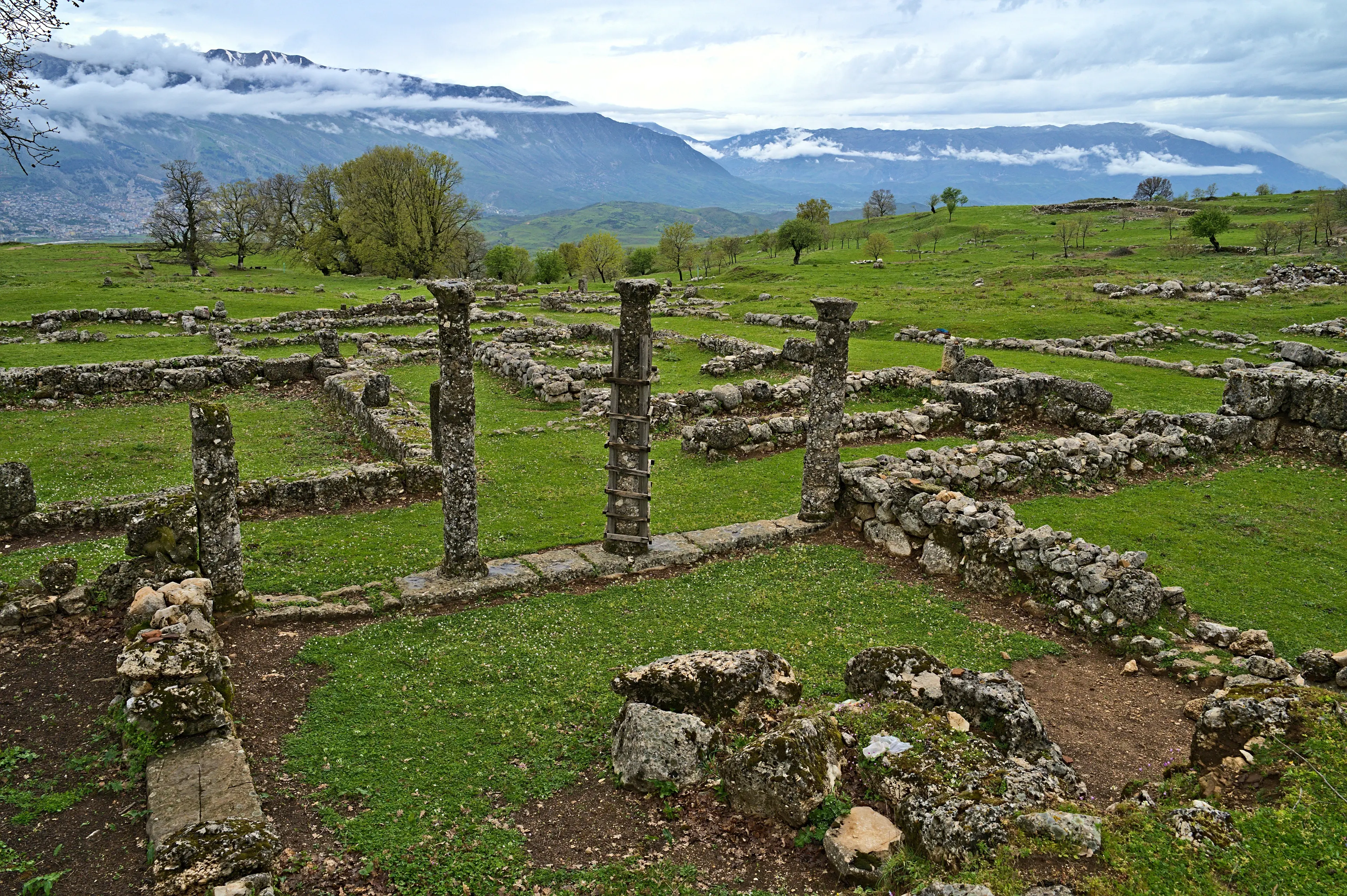 Antigonea