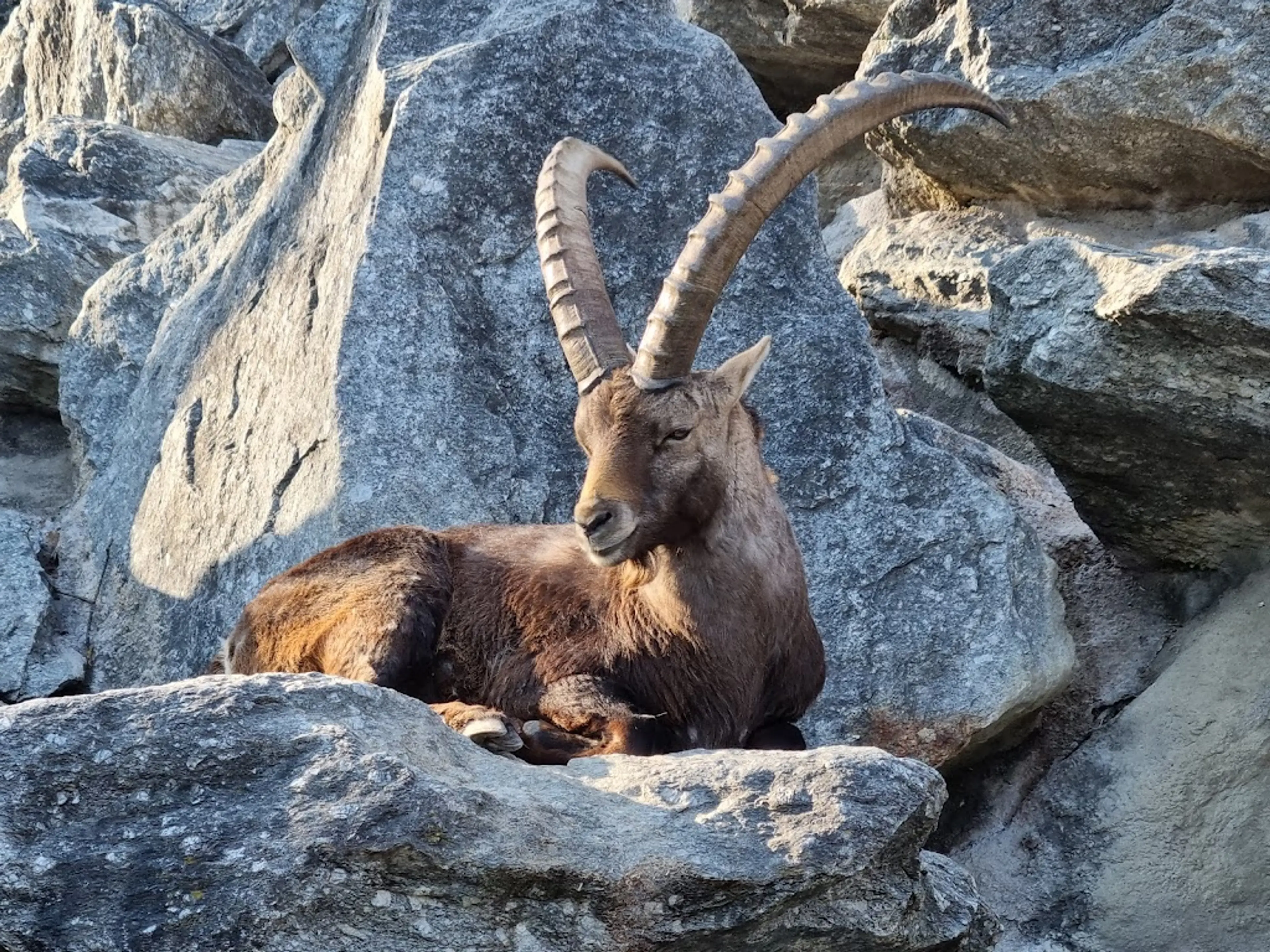 Alpenzoo