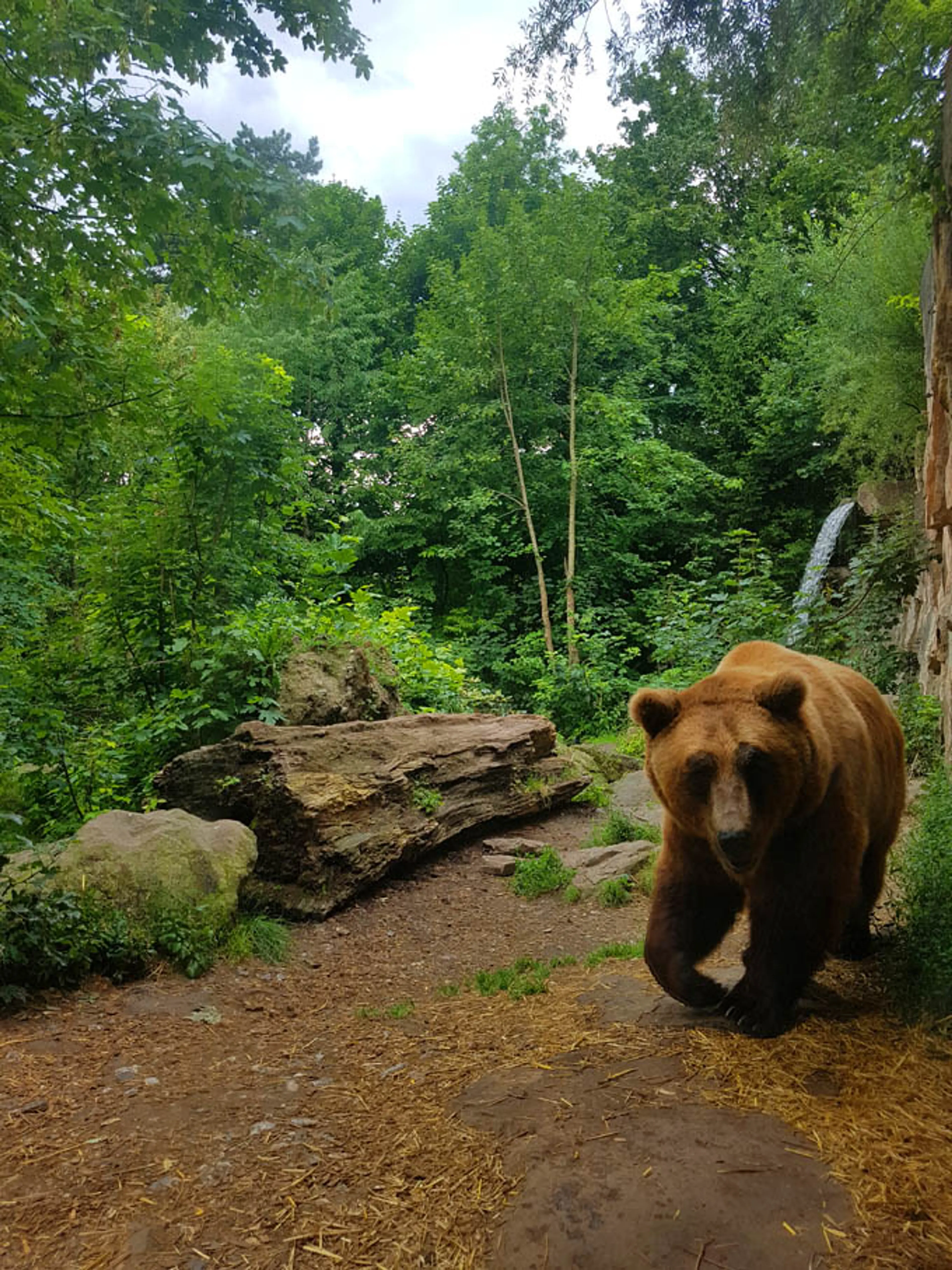 Alpine Zoo