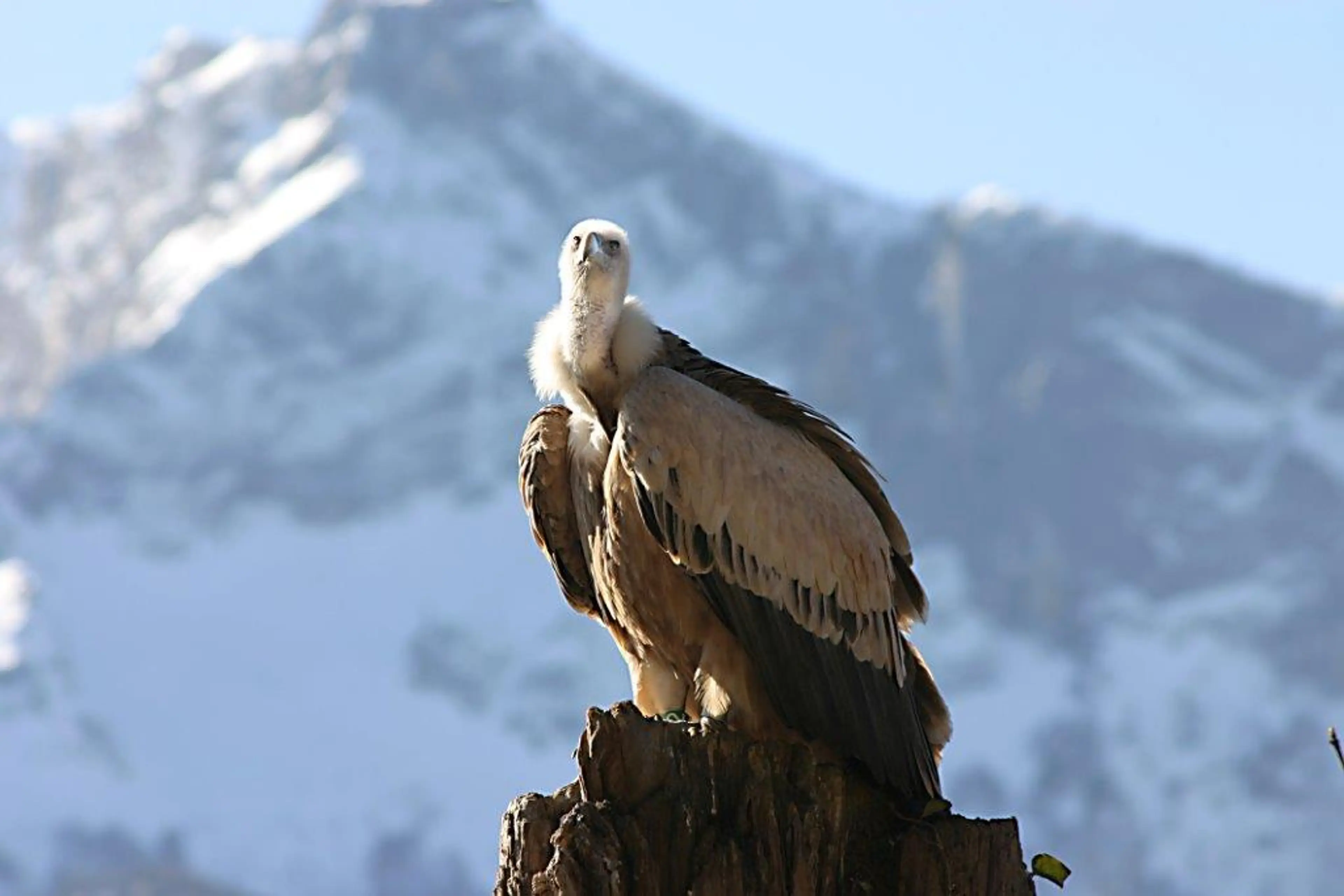 Salzburg Zoo