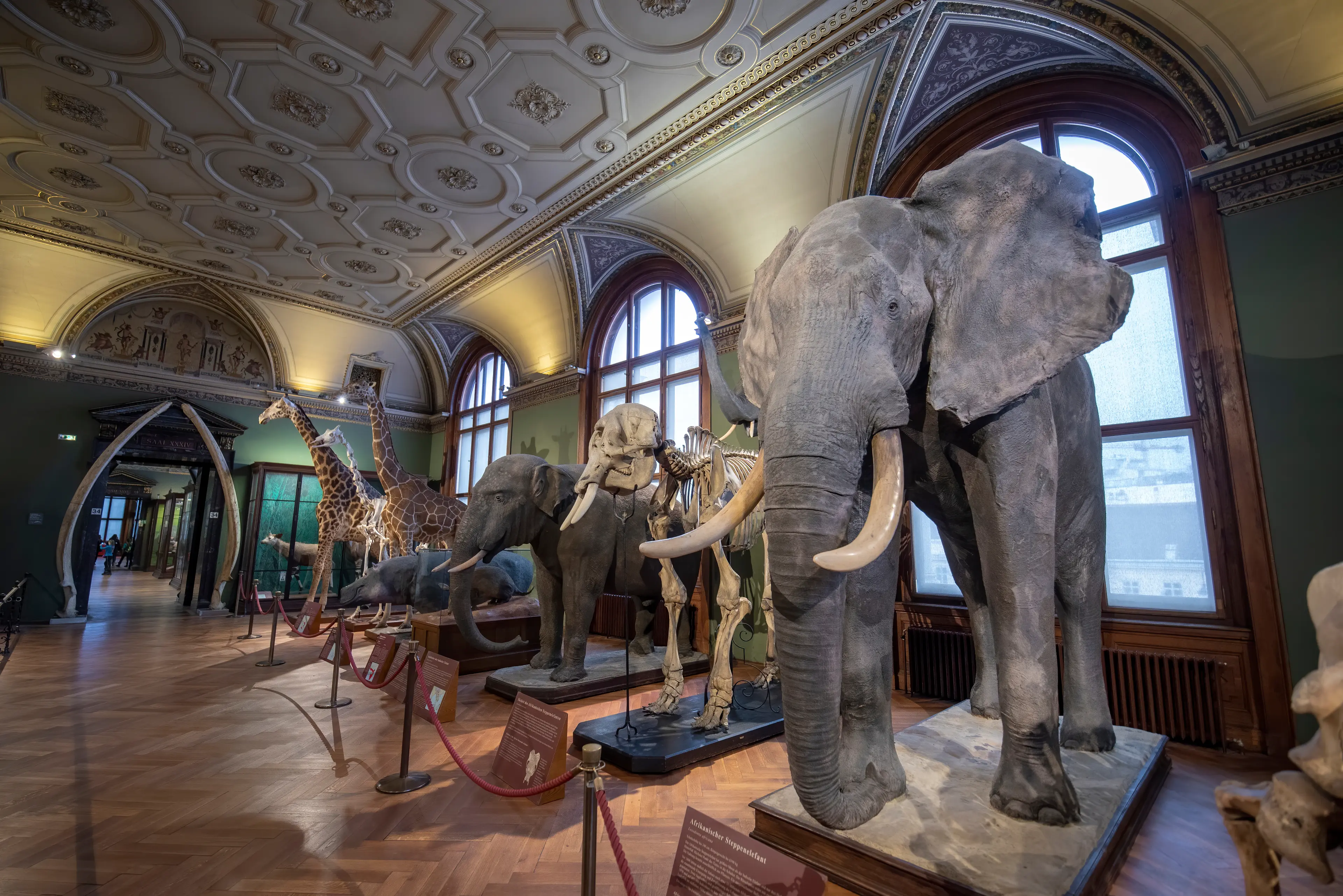 Vienna Natural History Museum