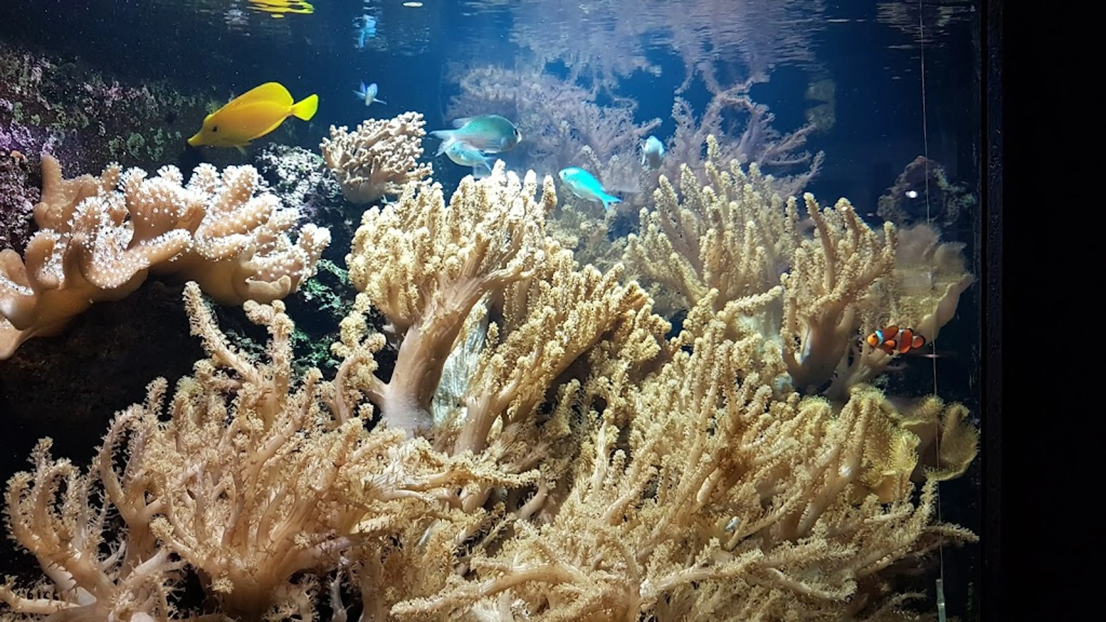 Brussels Aquarium