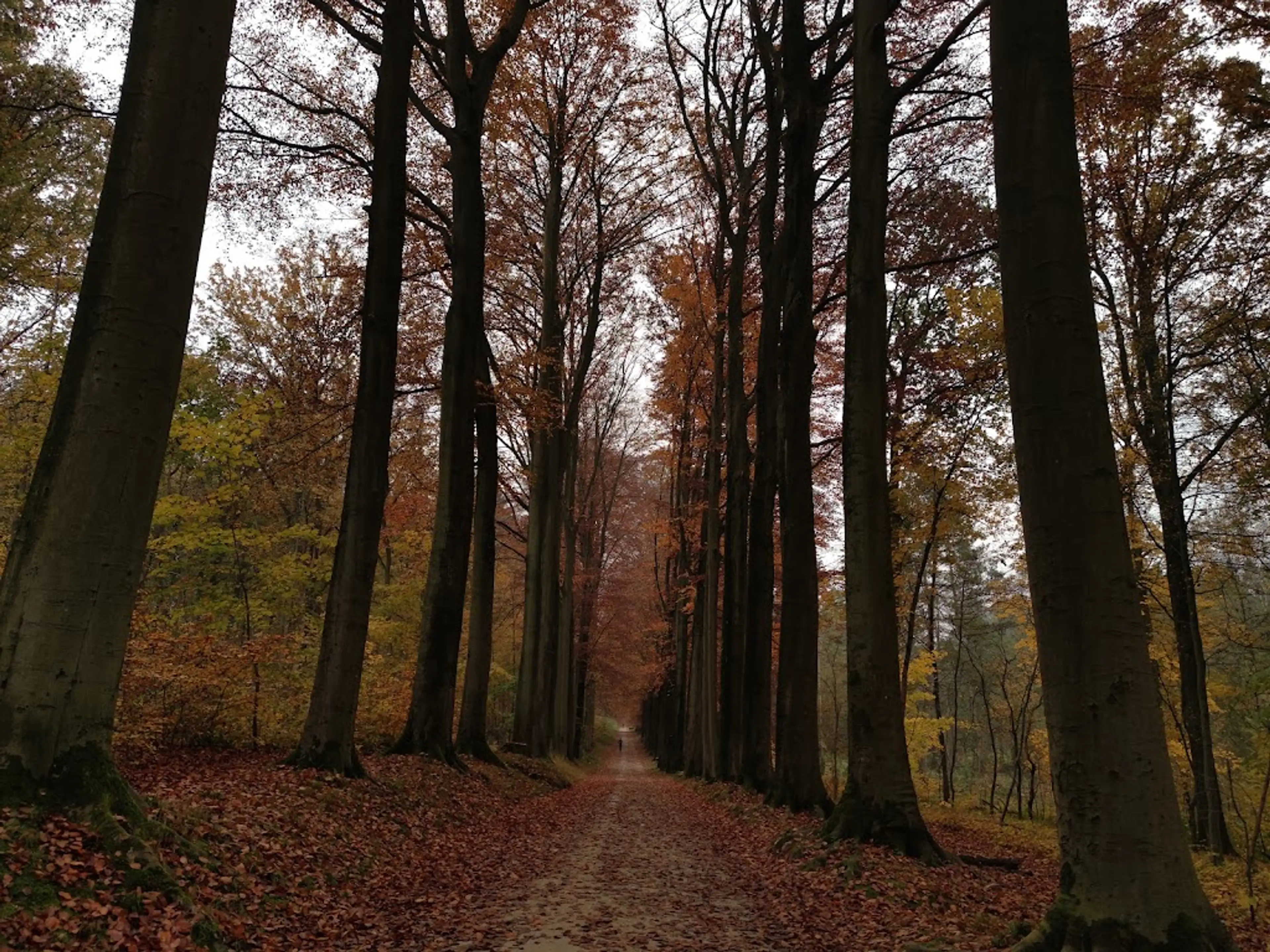 Sonian Forest