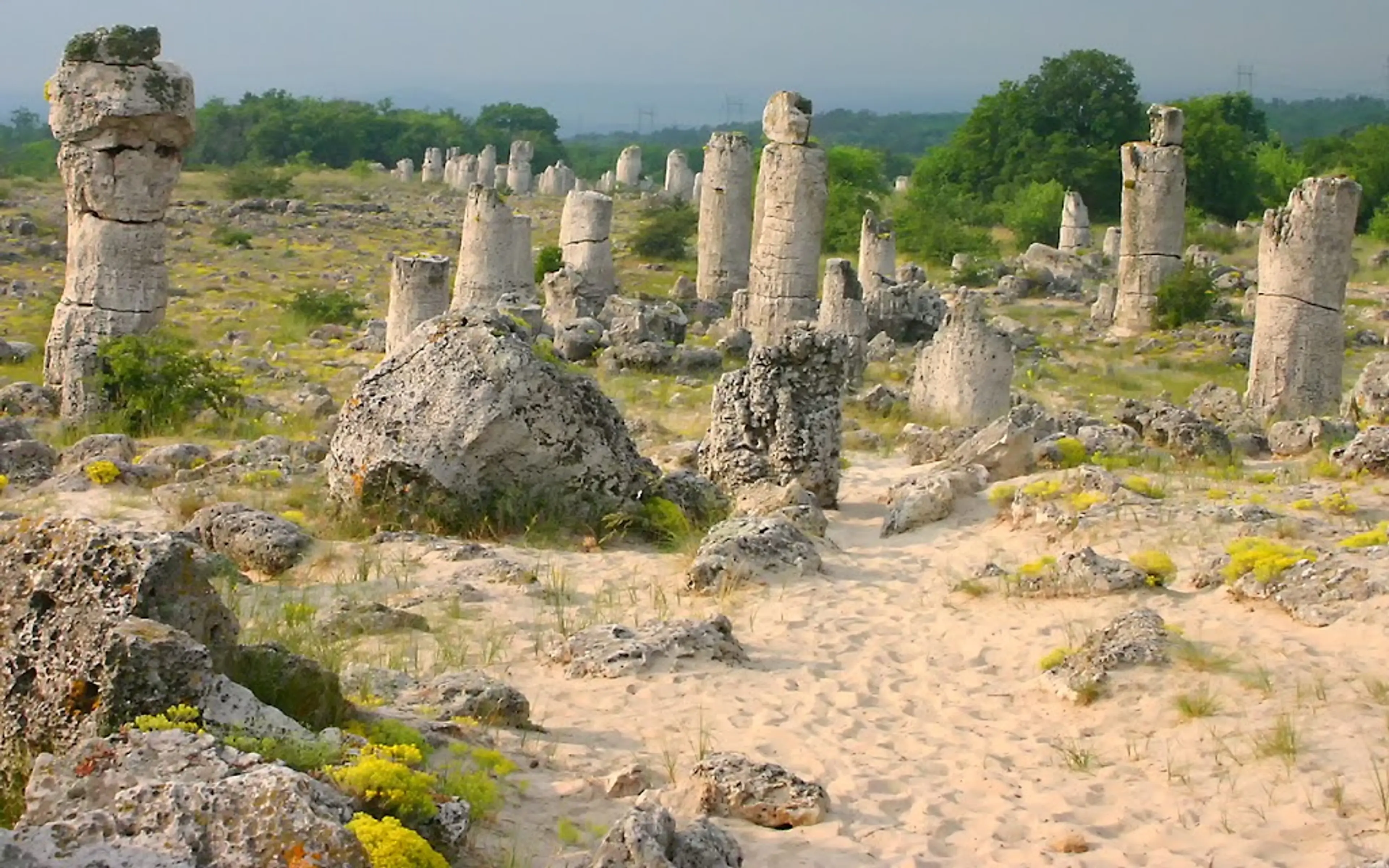 Stone Forest