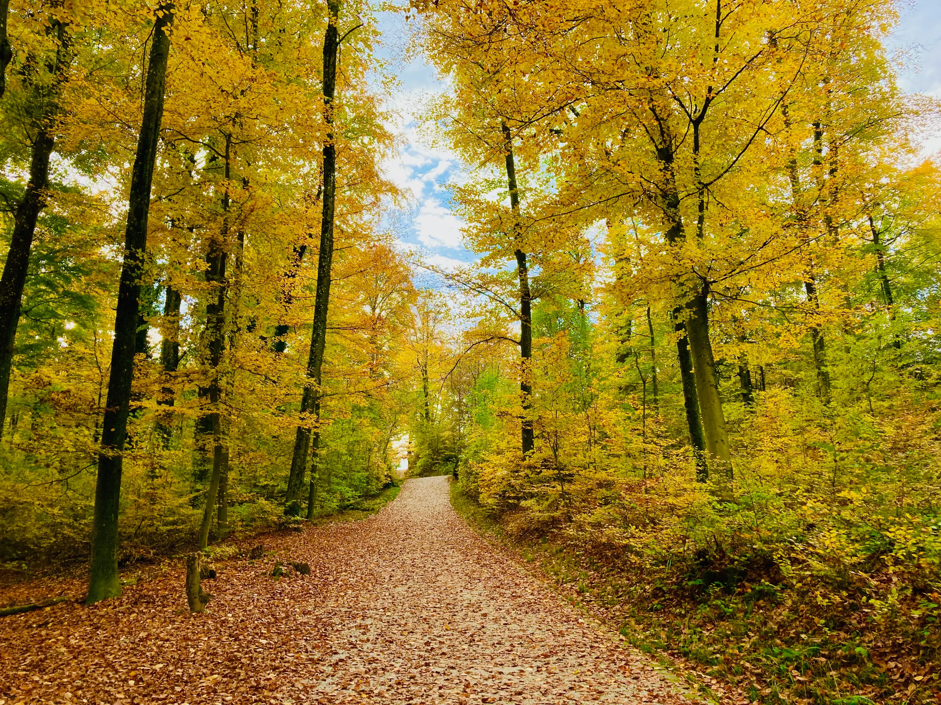 Sauvabelin Forest
