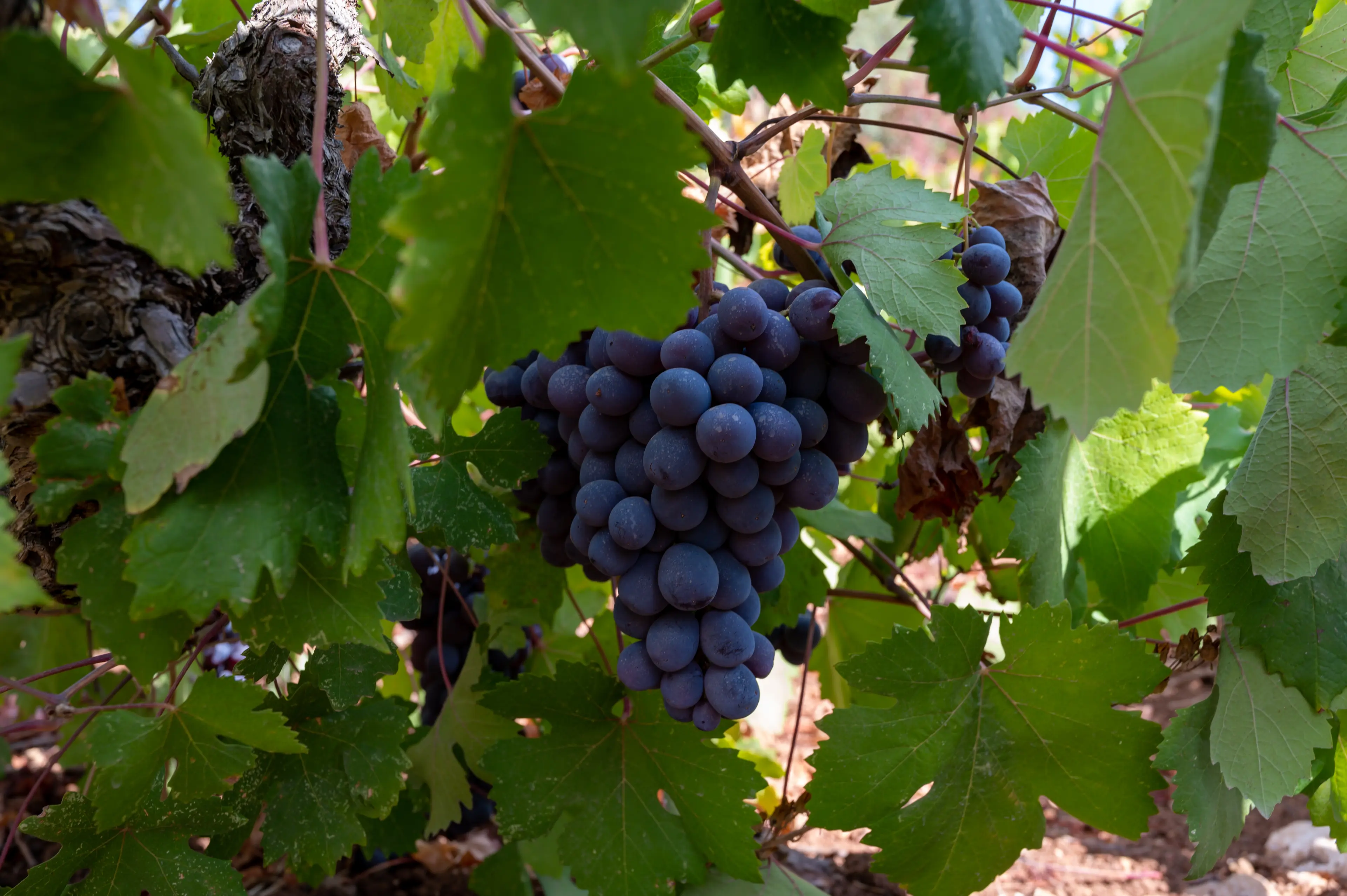 Cypriot winery