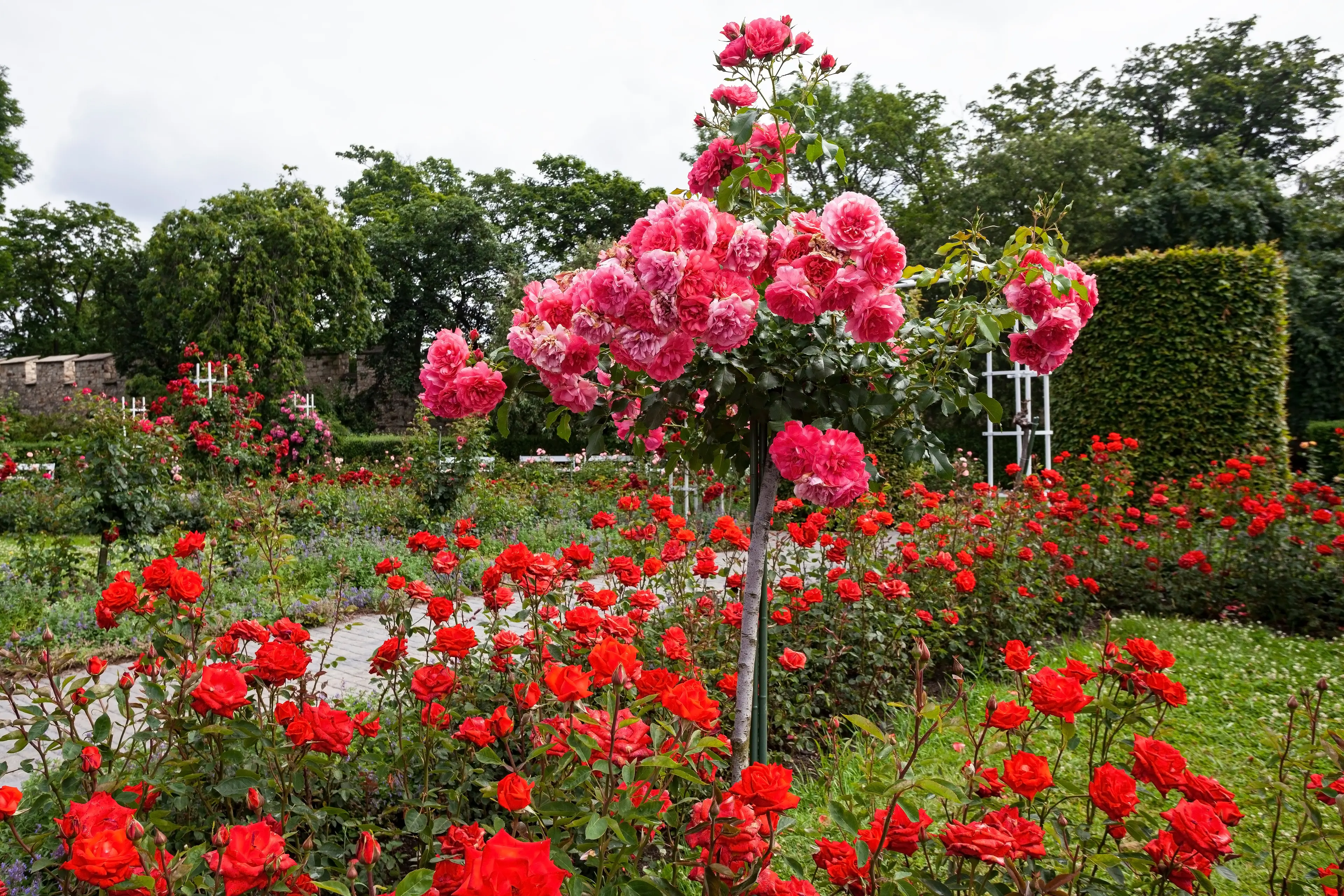 Rose Garden