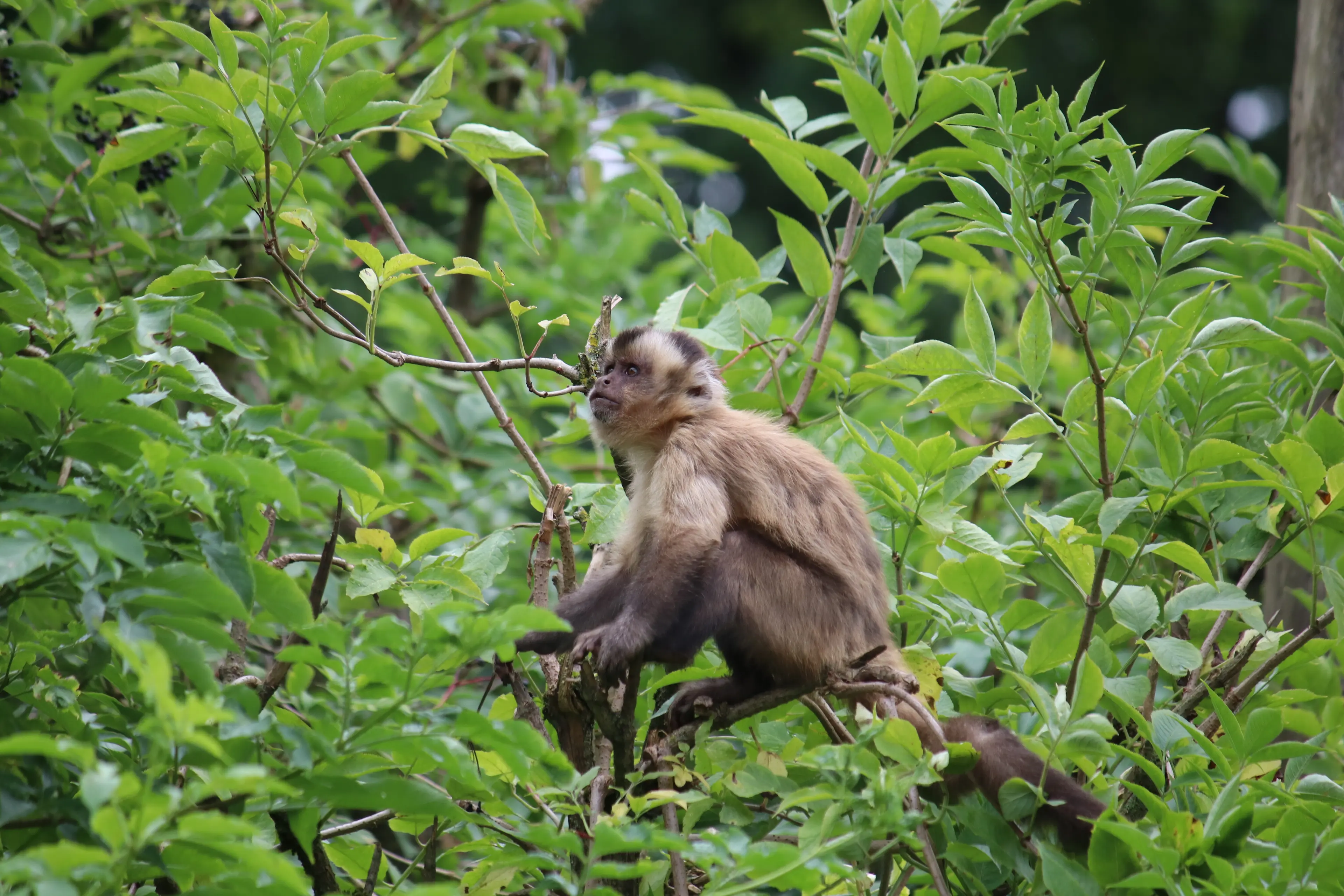 Aachener Tierpark