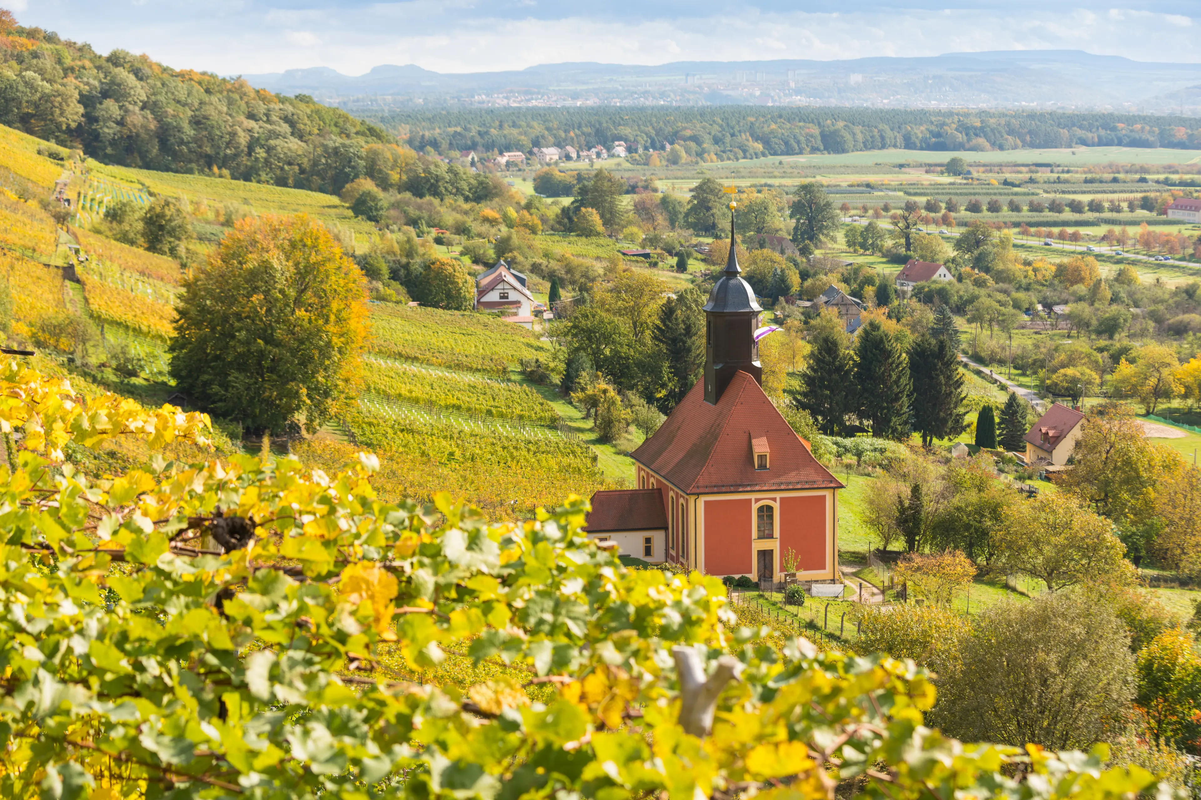 Pillnitz Vineyard