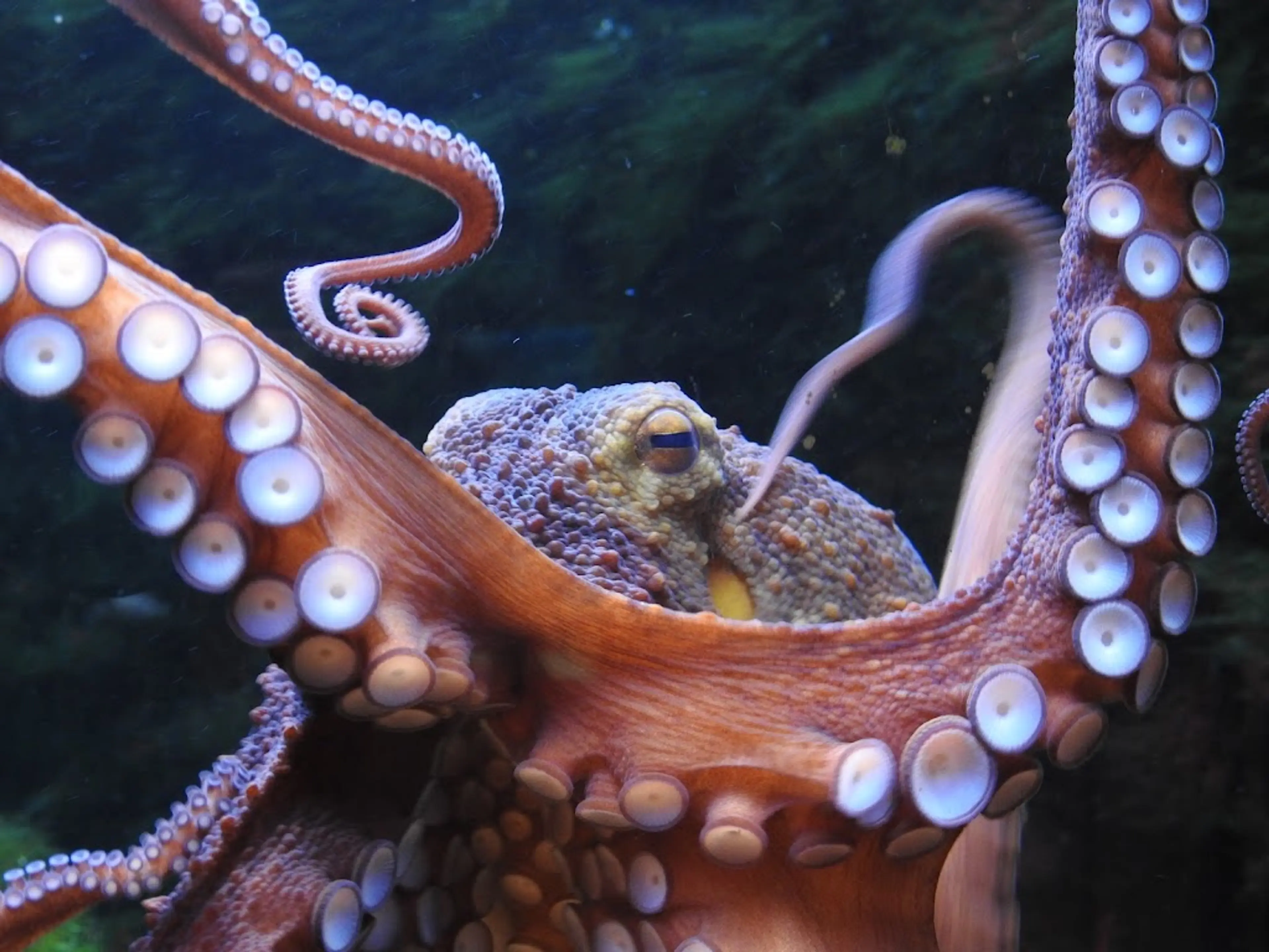Aquazoo Löbbecke Museum