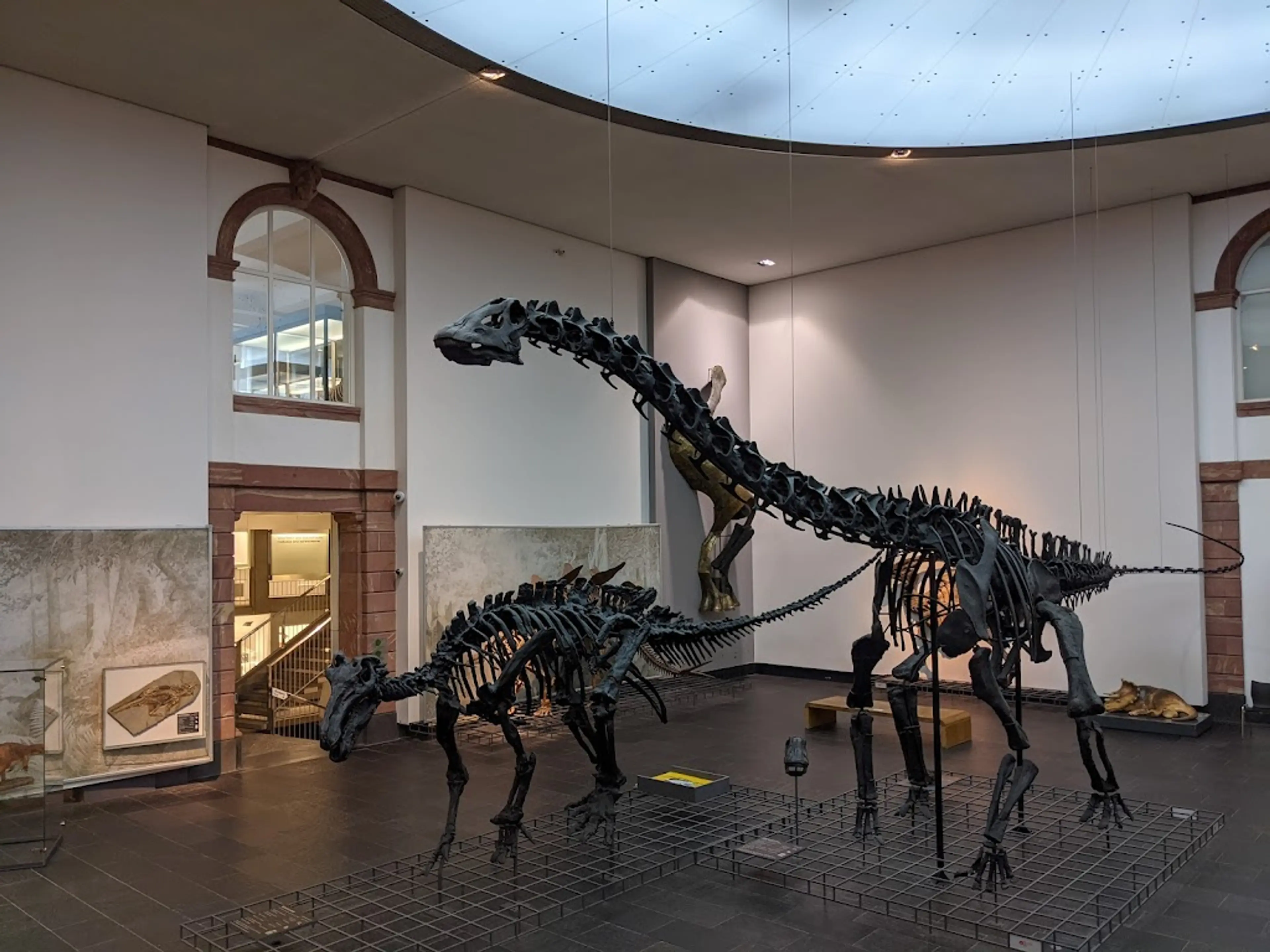 Senckenberg Museum