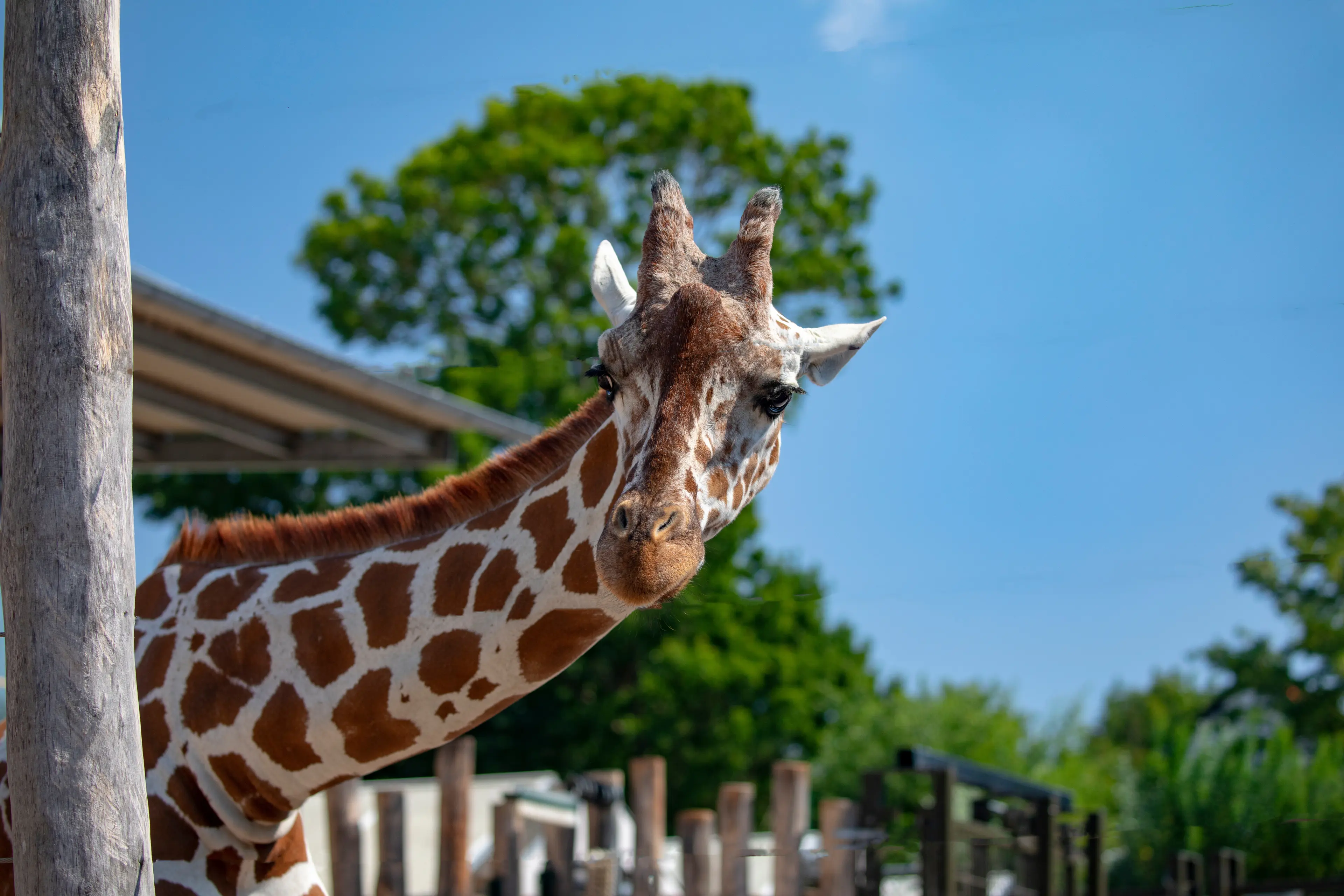 Odense Zoo