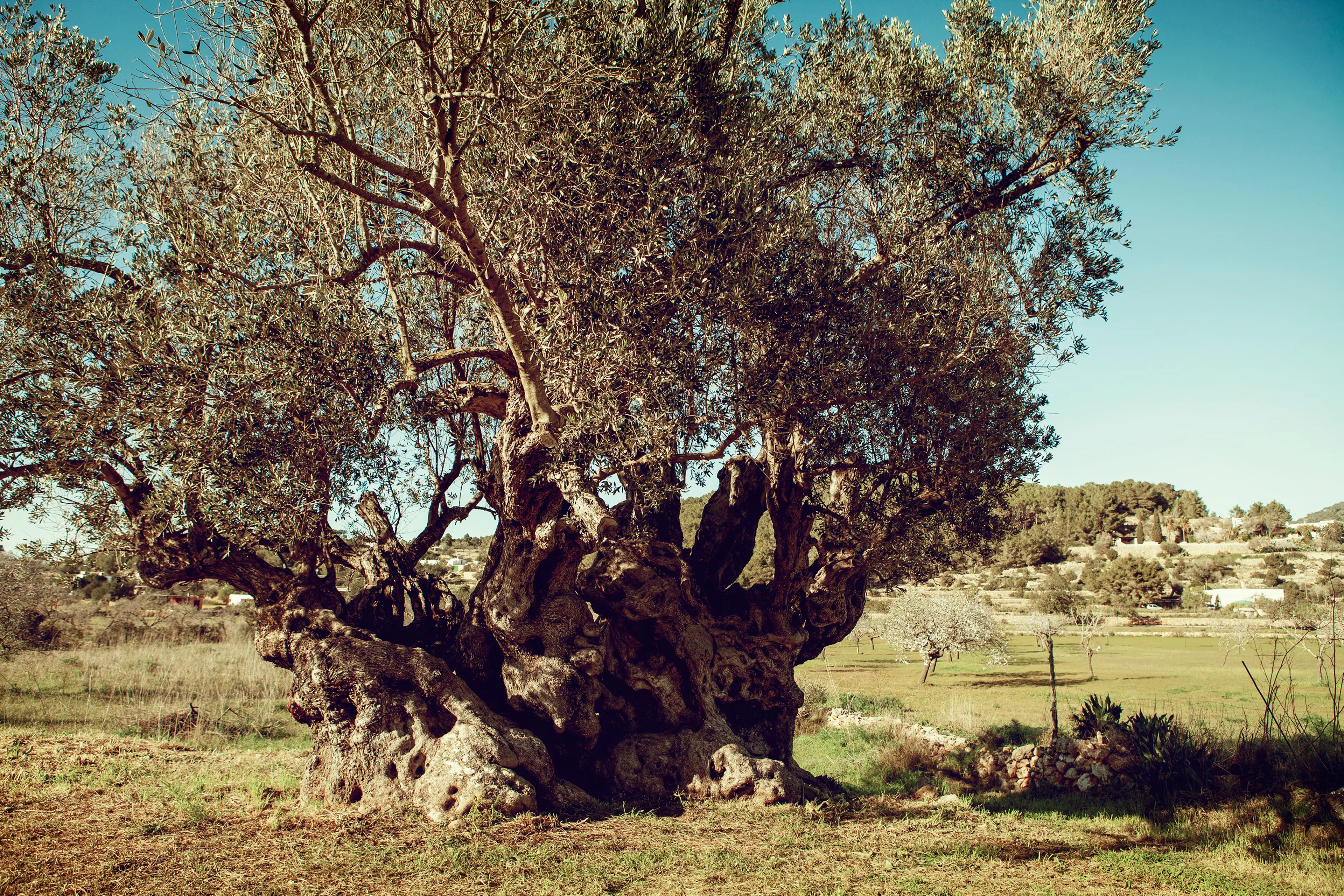 Olive Oil Mill