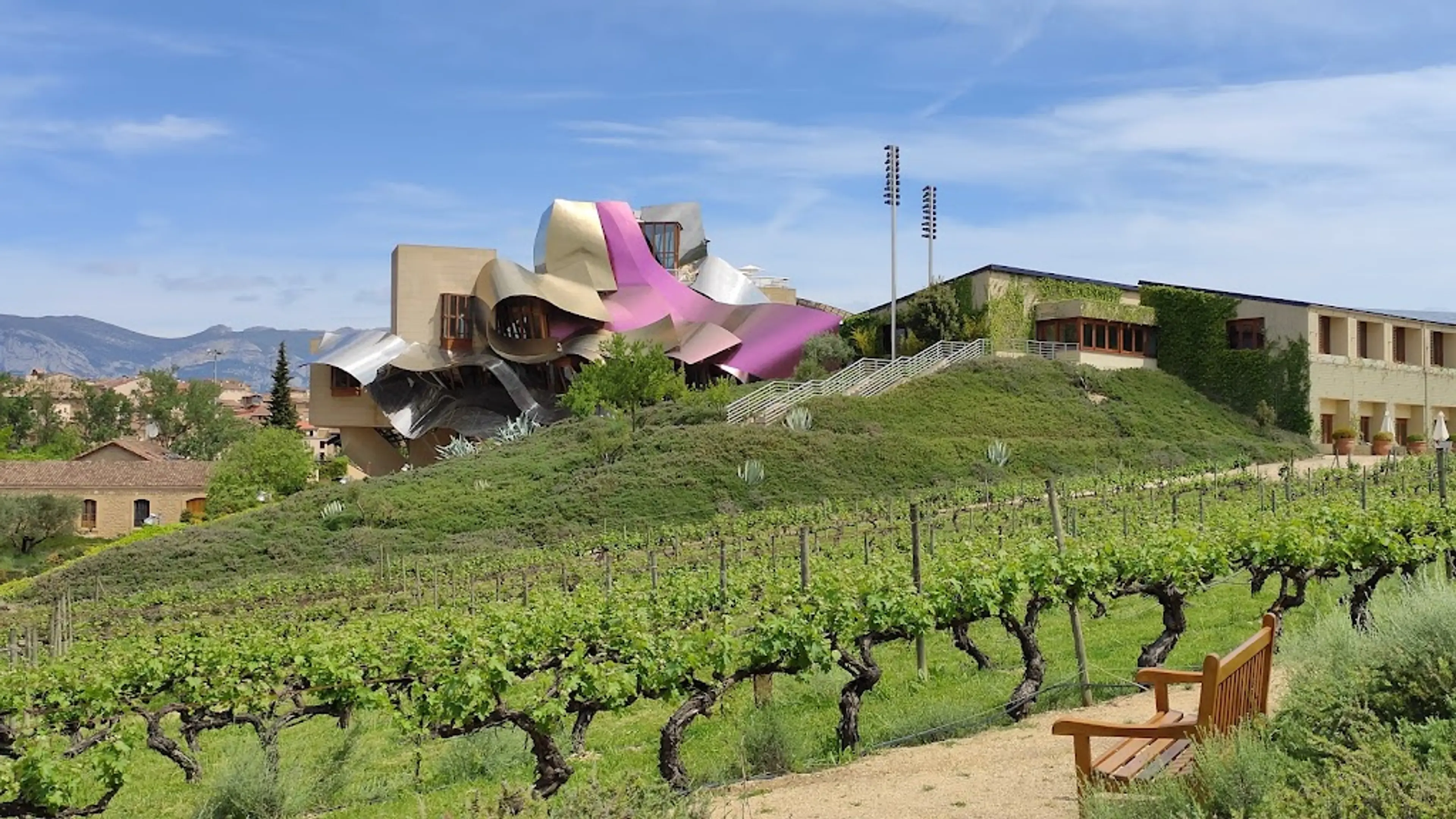 Vineyard in Elciego