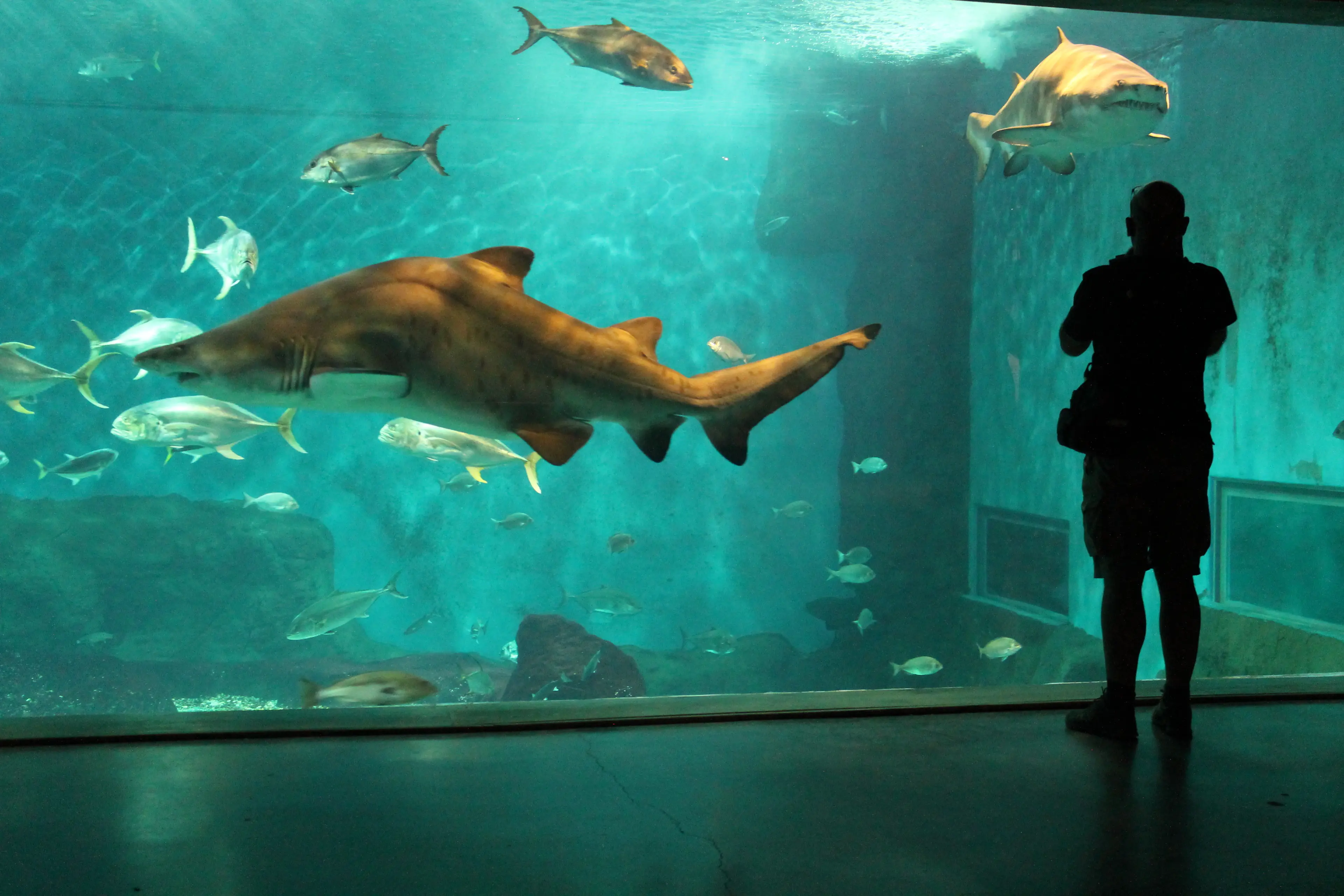 Seville Aquarium