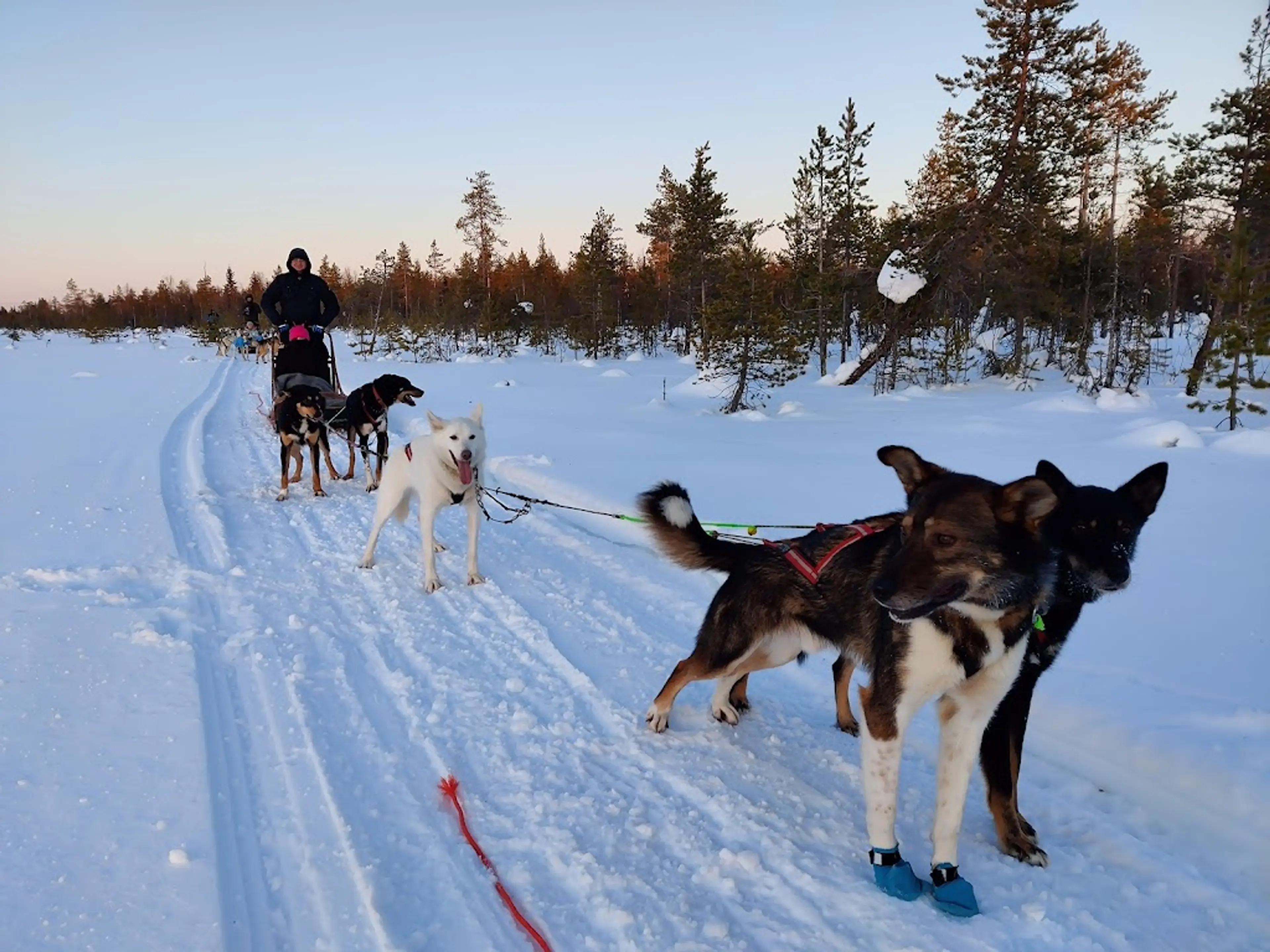 Husky sled ride