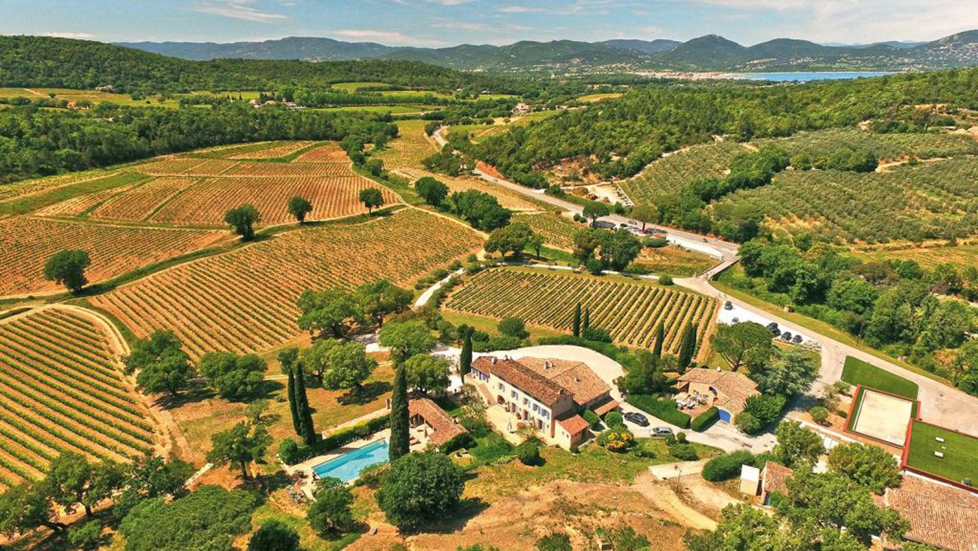 Vineyard in Provence