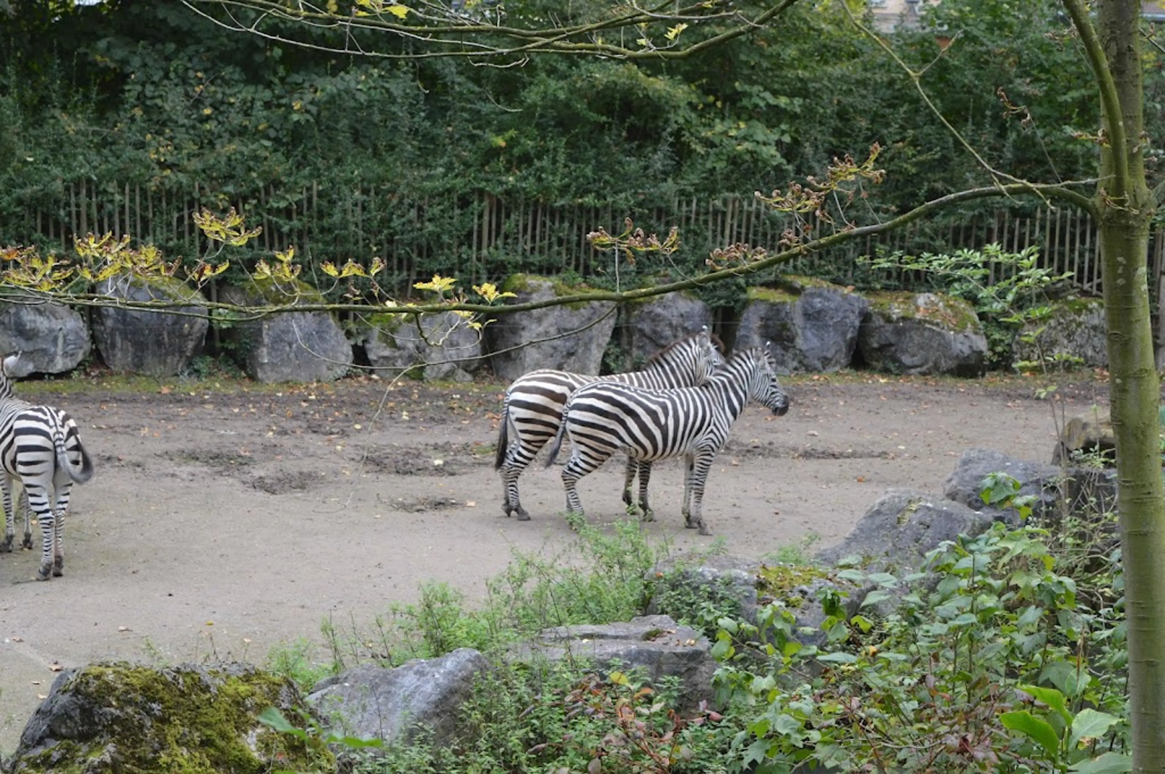 Lille Zoo