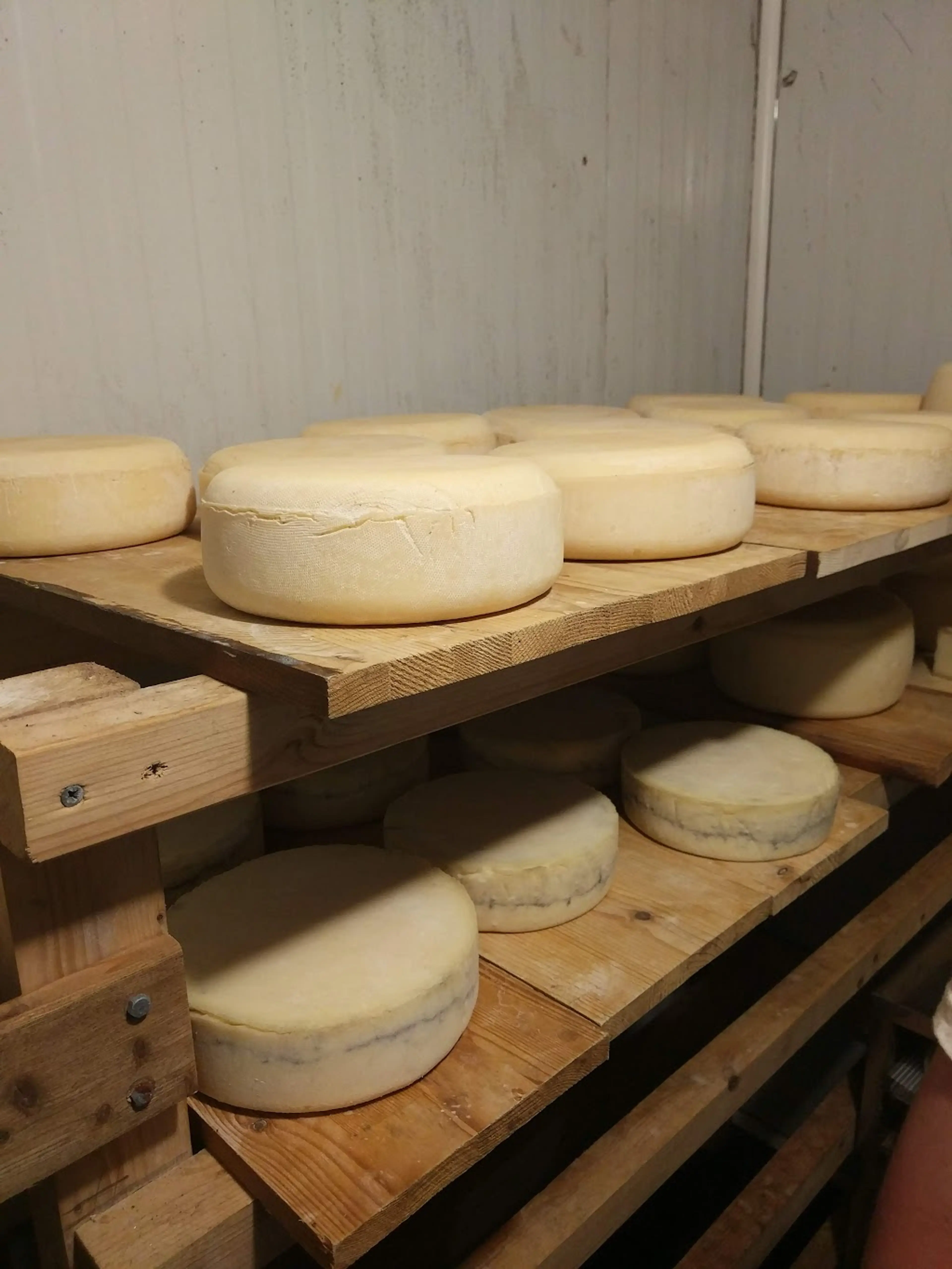 Cheese farm