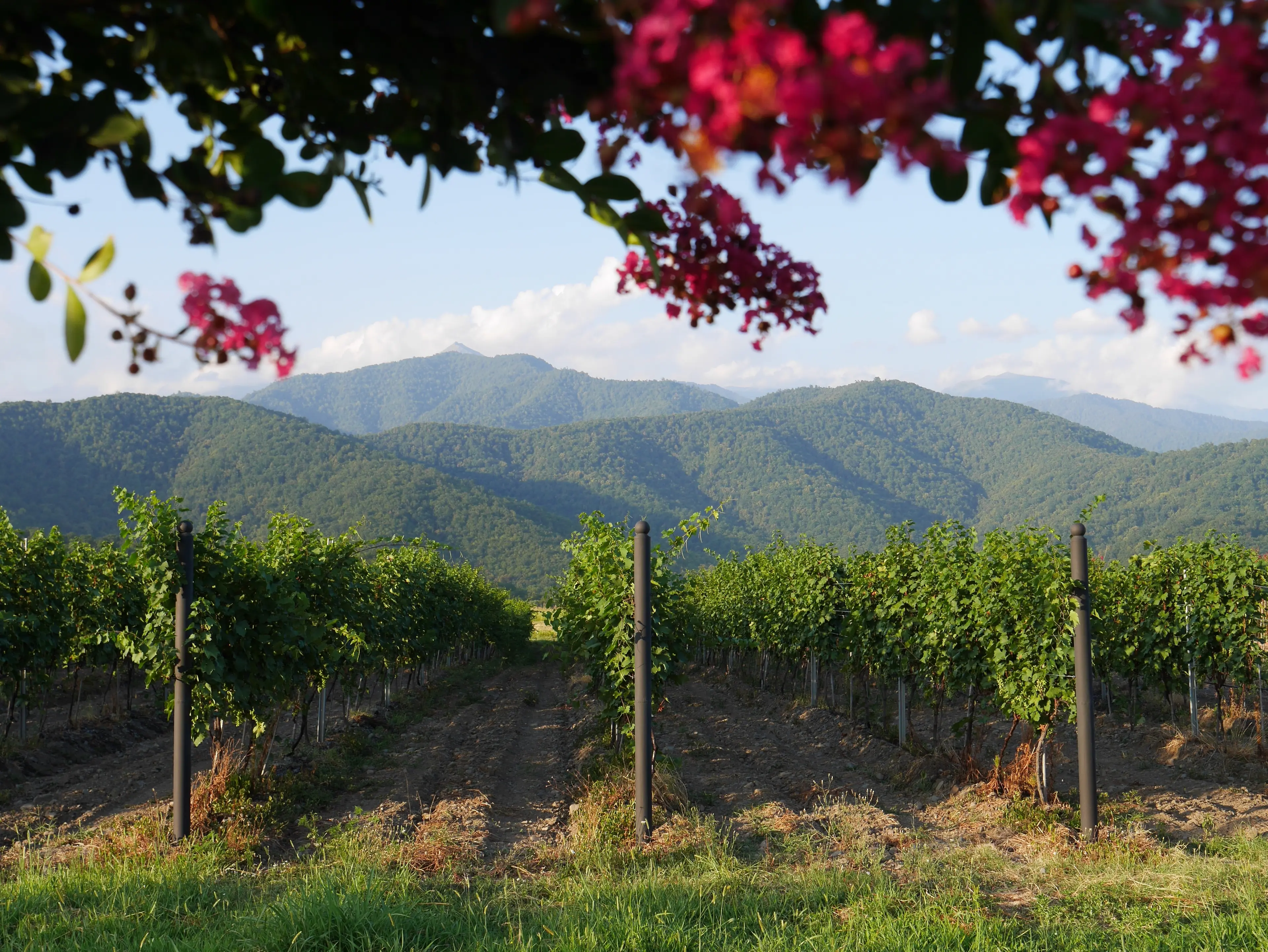 Landscapes of Kakheti