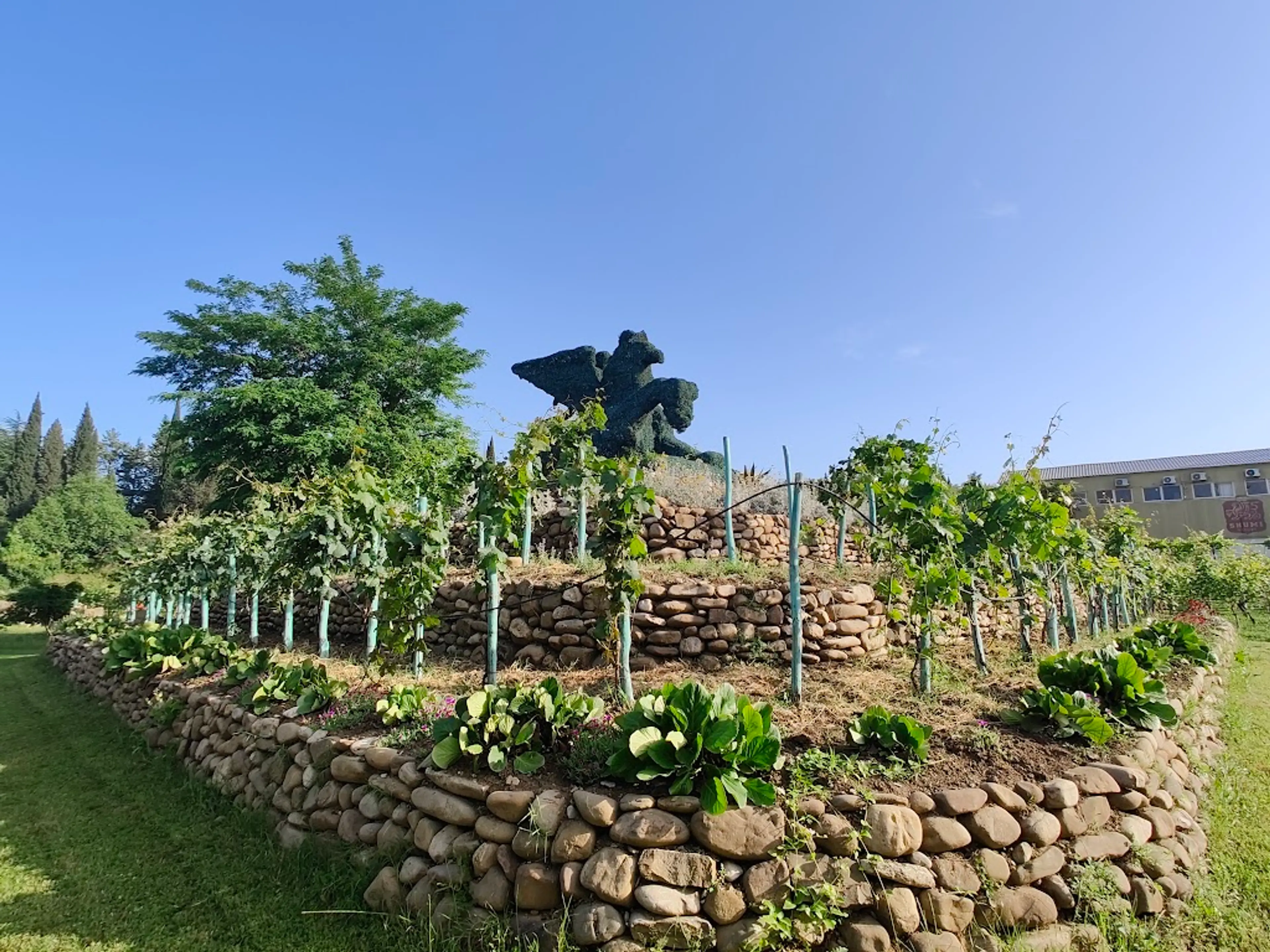 Vineyard in Kakheti