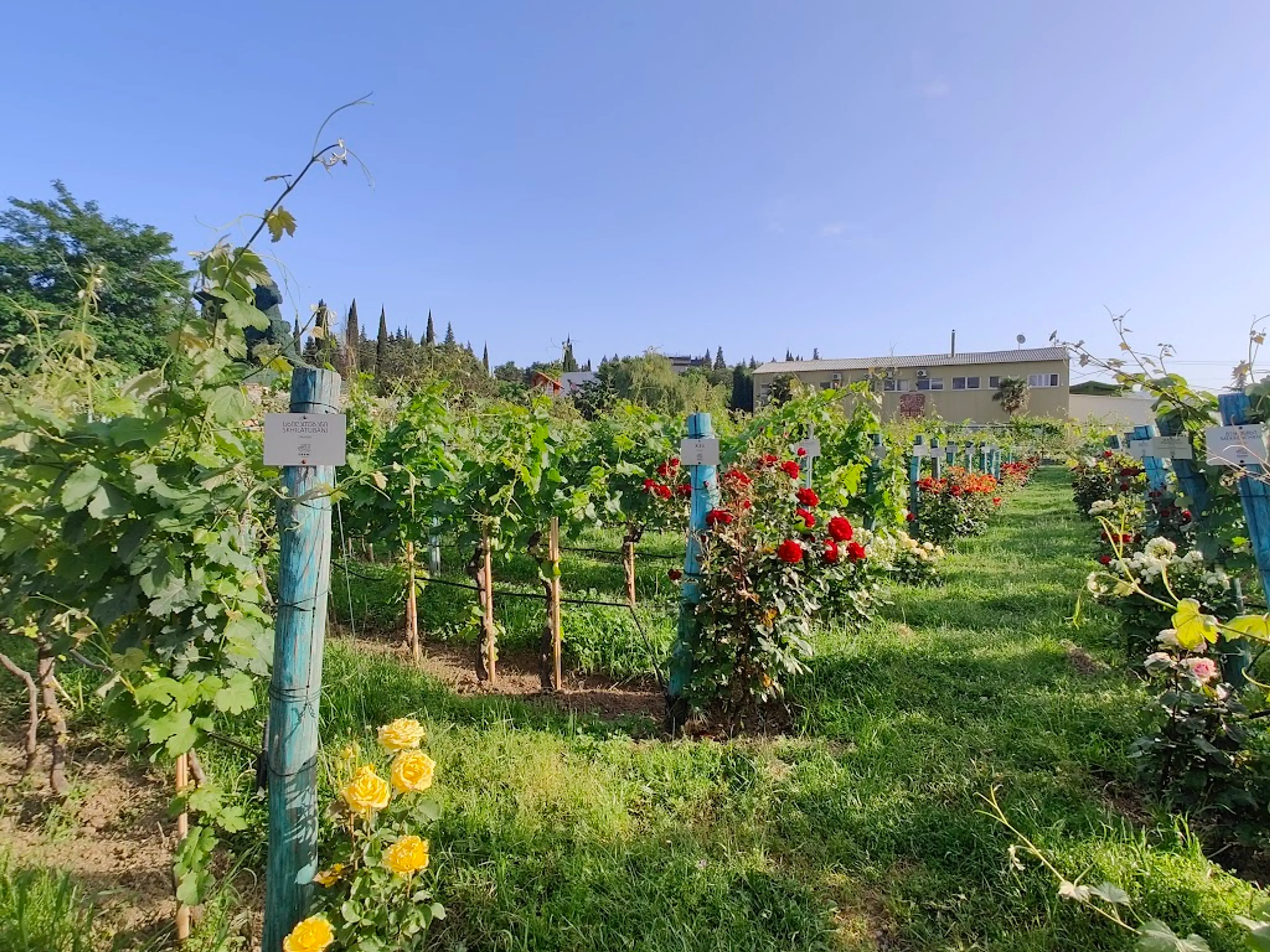 Vineyards of Kakheti