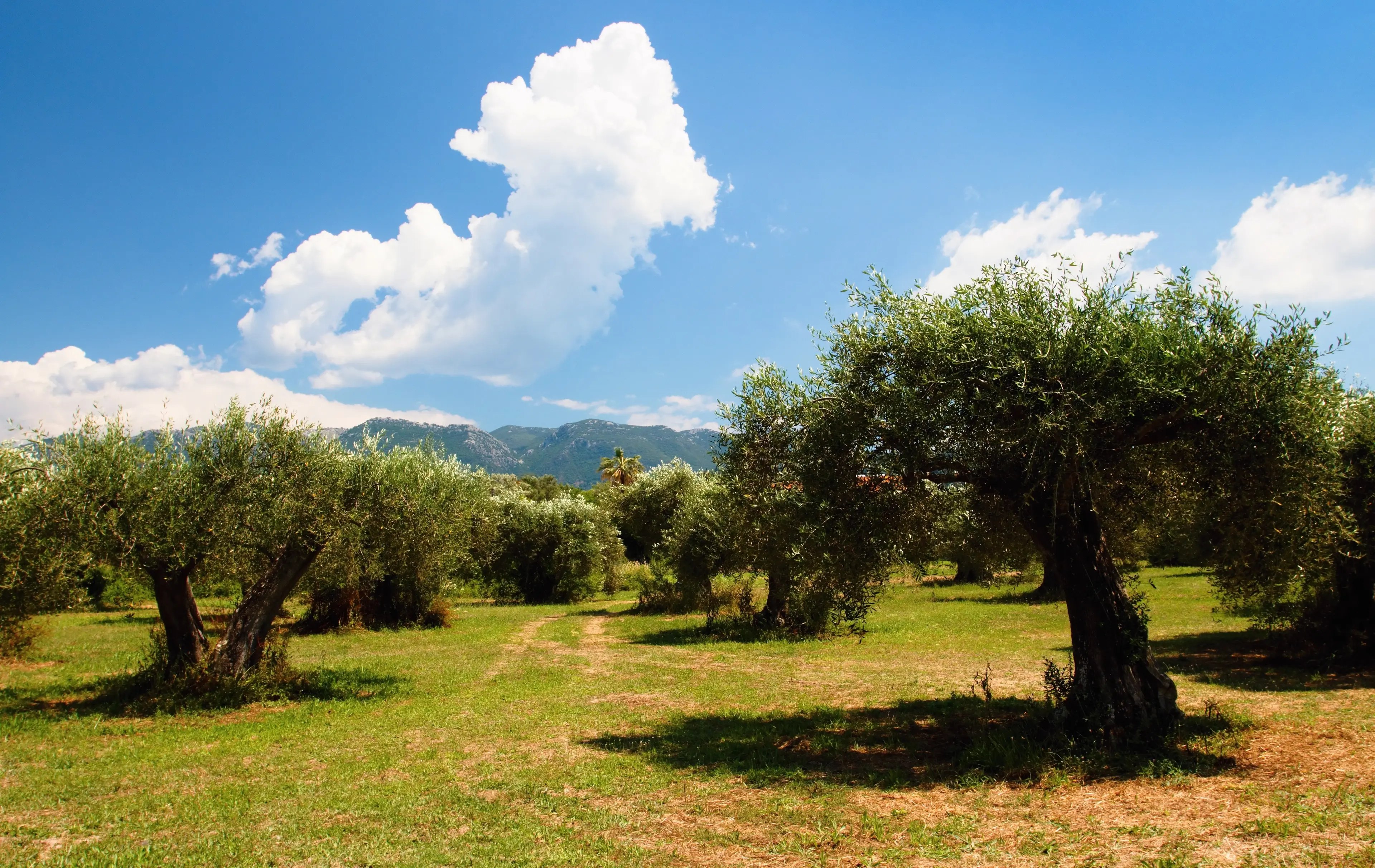 Corfu Countryside