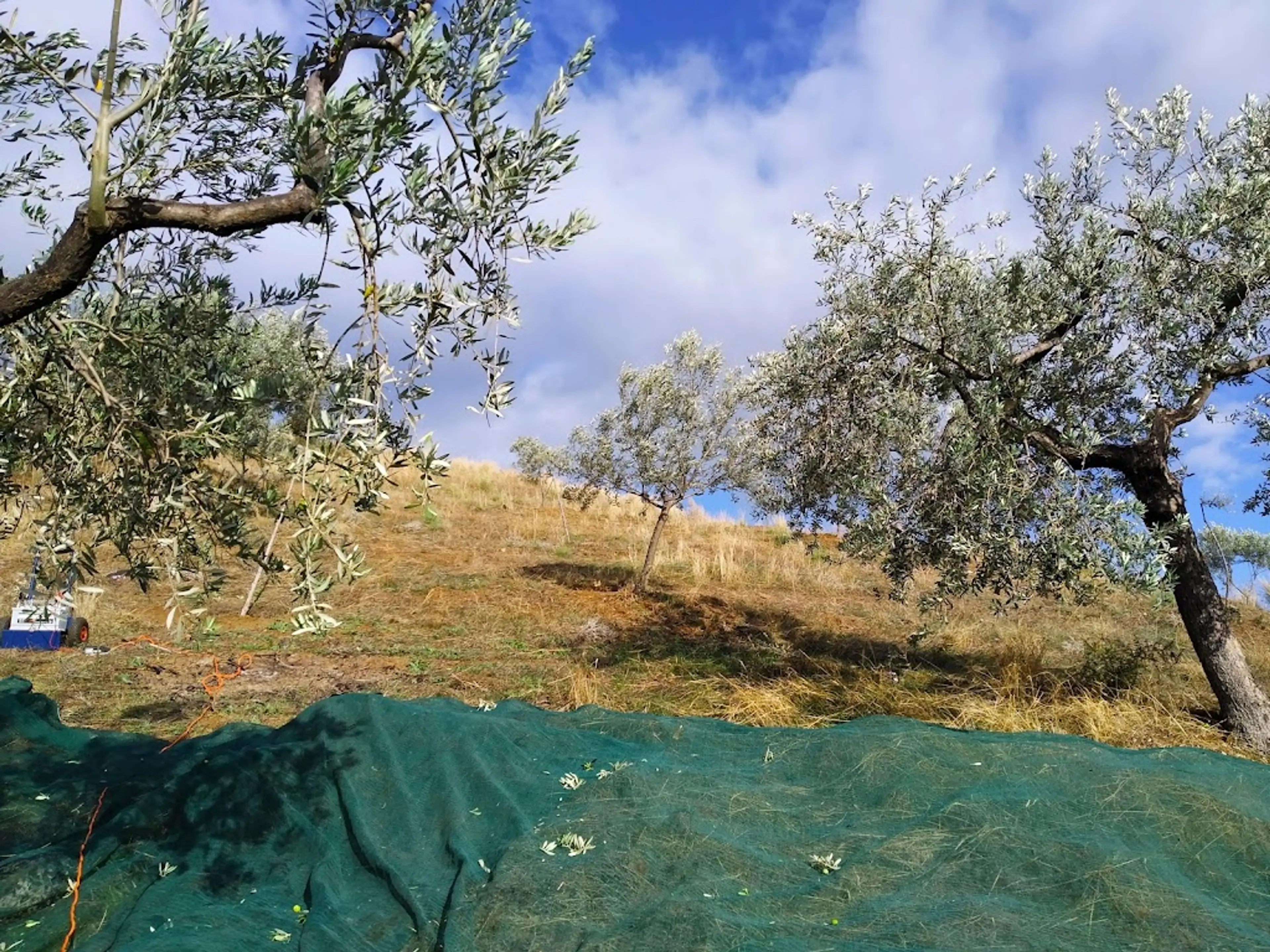 Olive Oil Farm