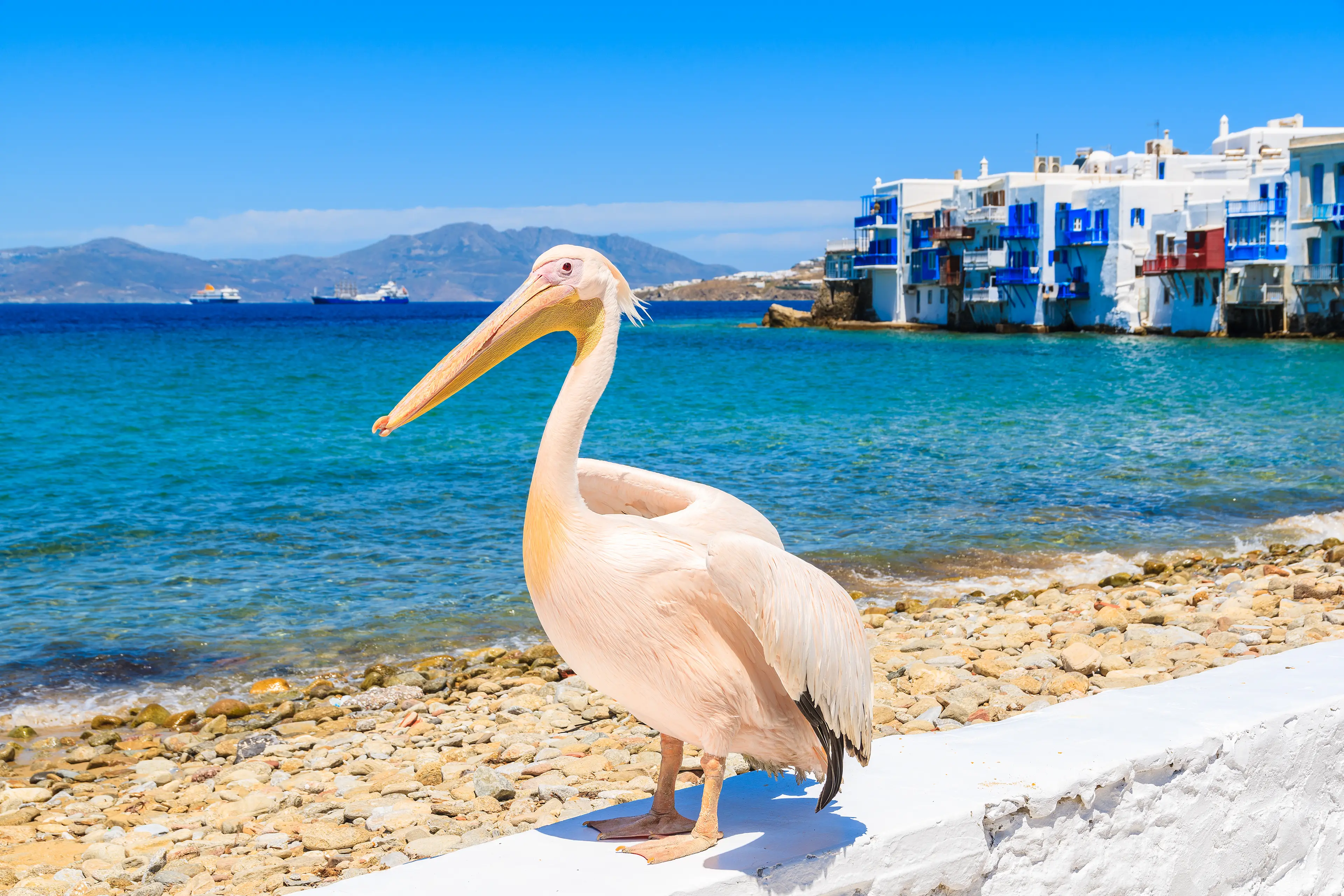 Pelican of Mykonos