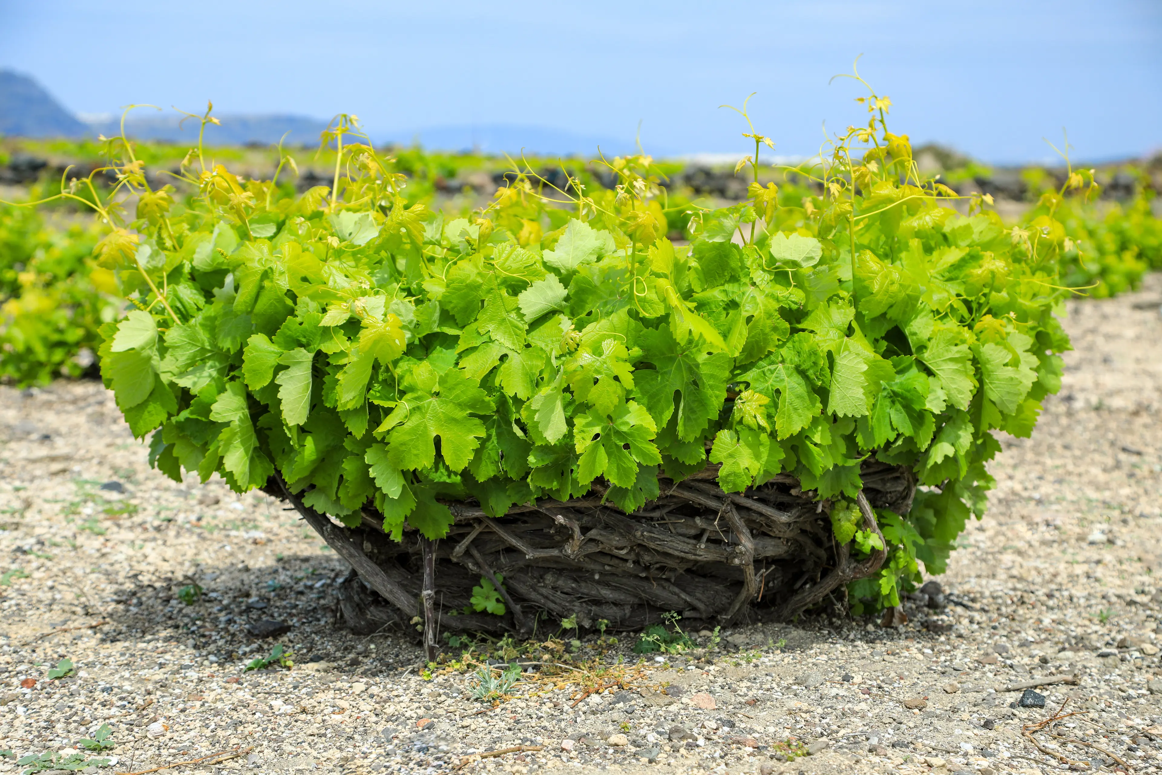 Local vineyards