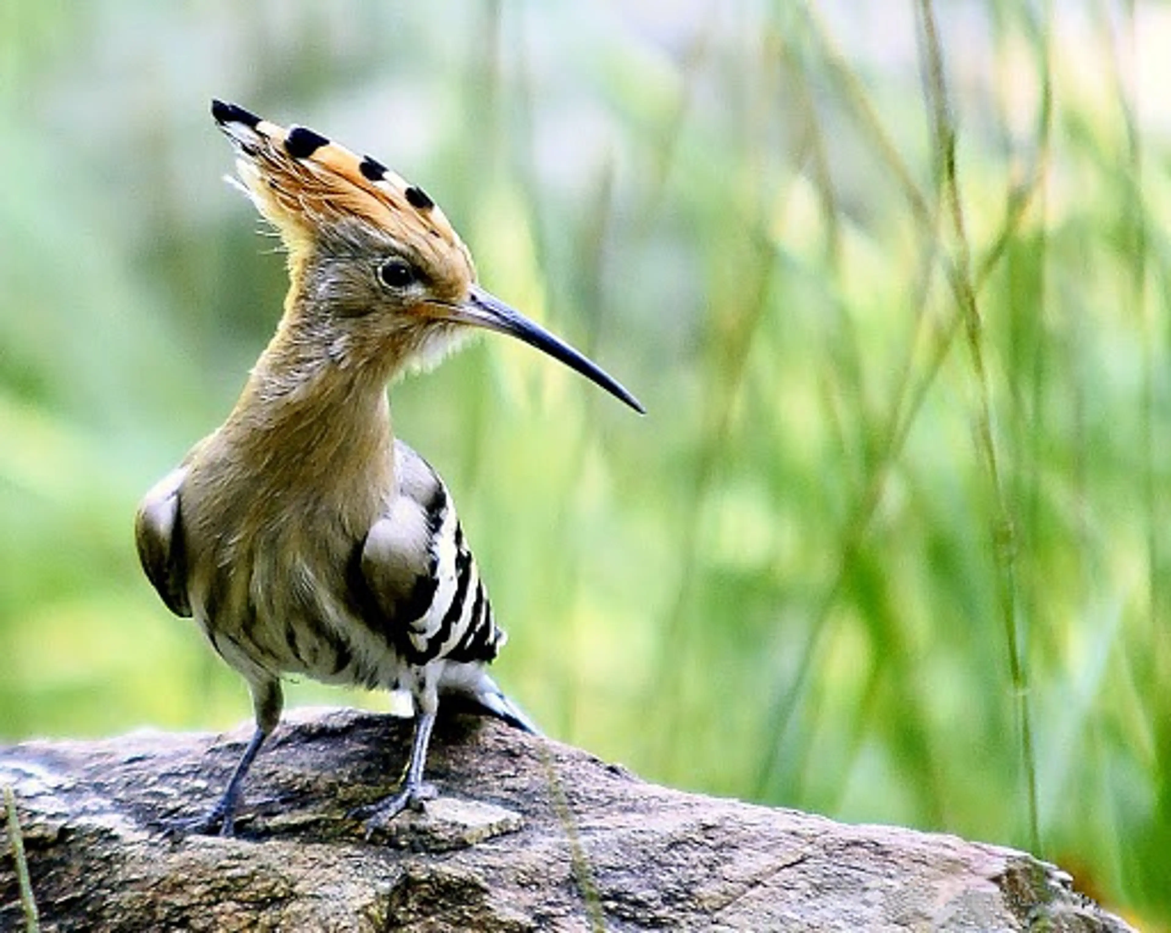 Thessaloniki Zoo