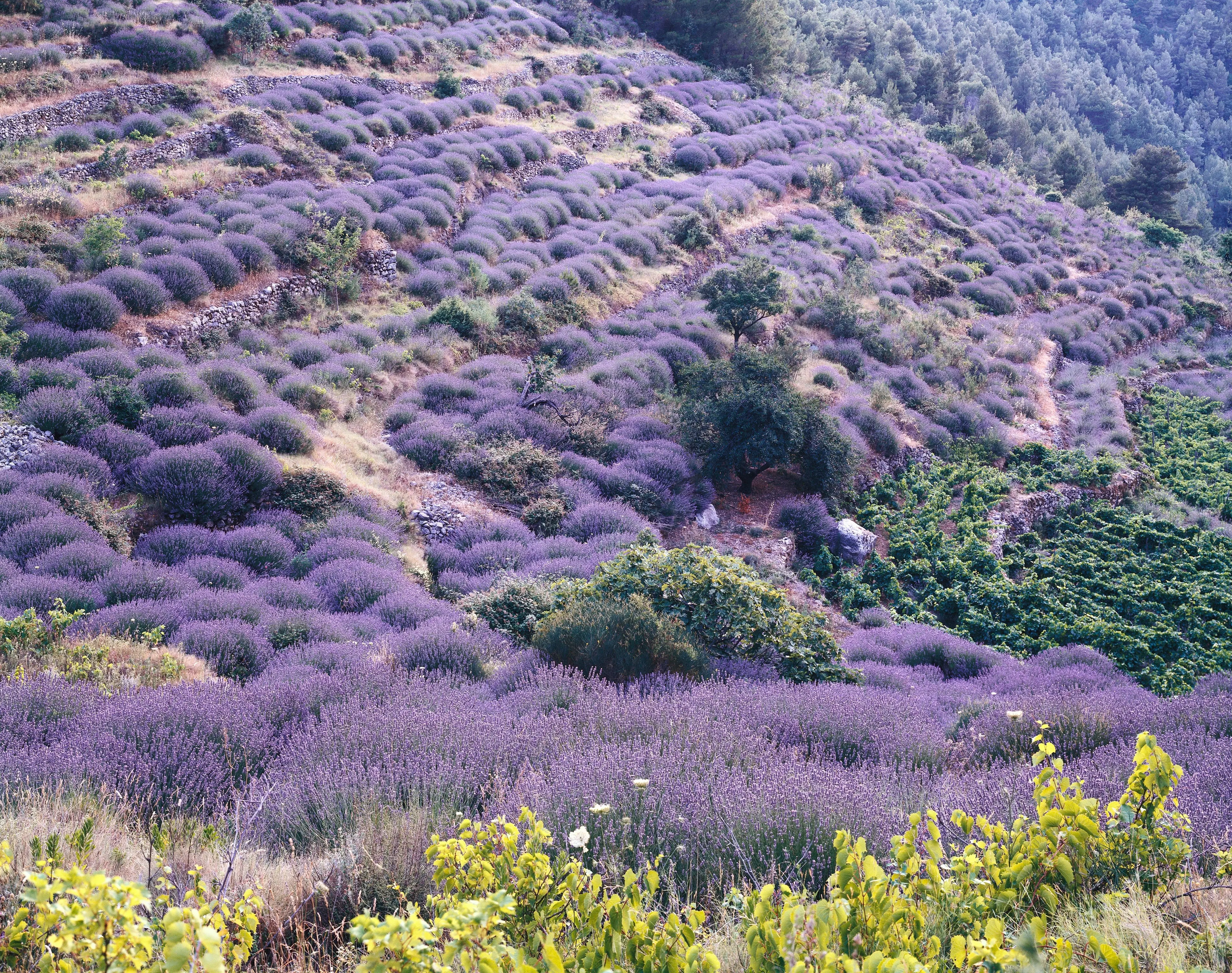 Lavender Fields