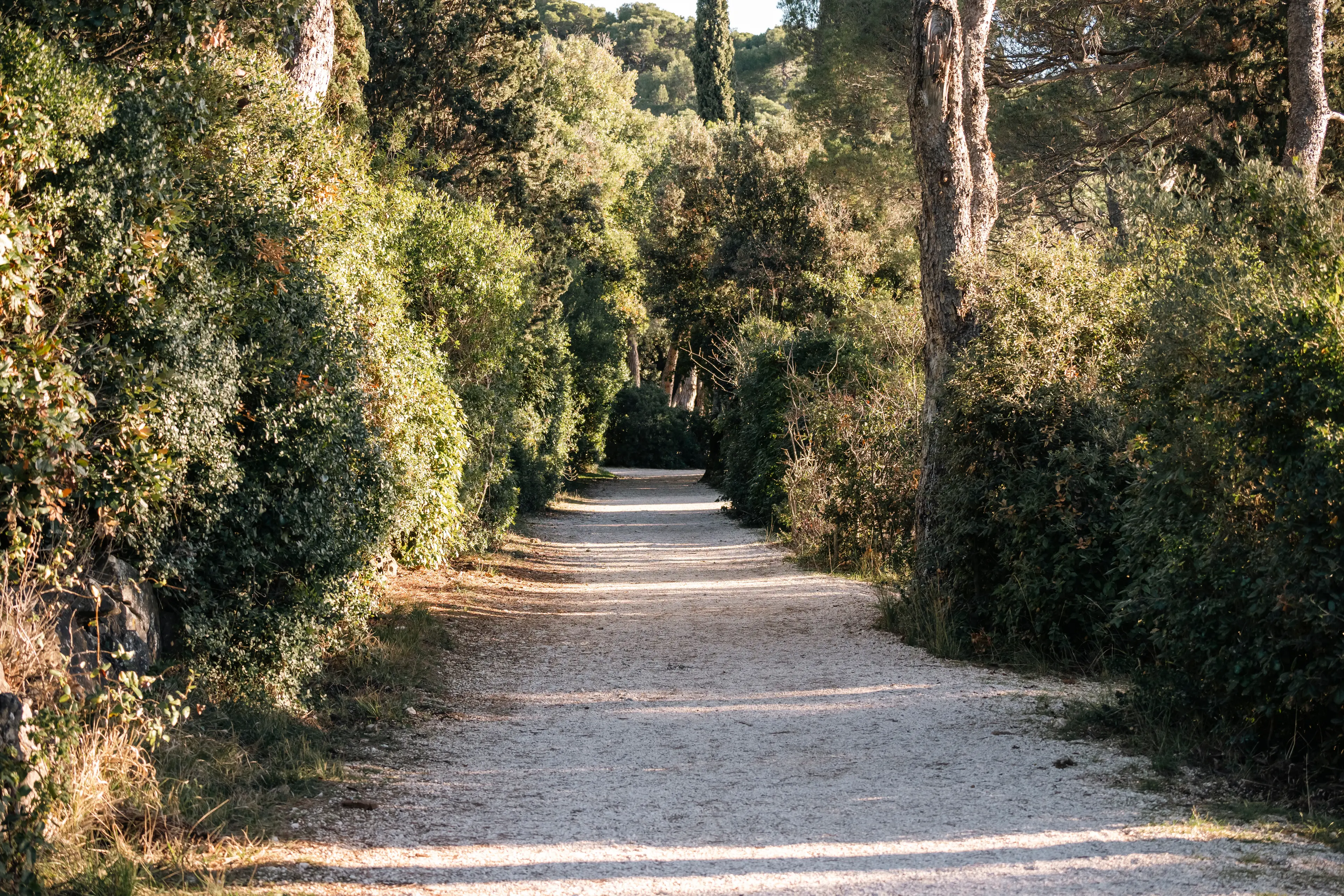 Forest park