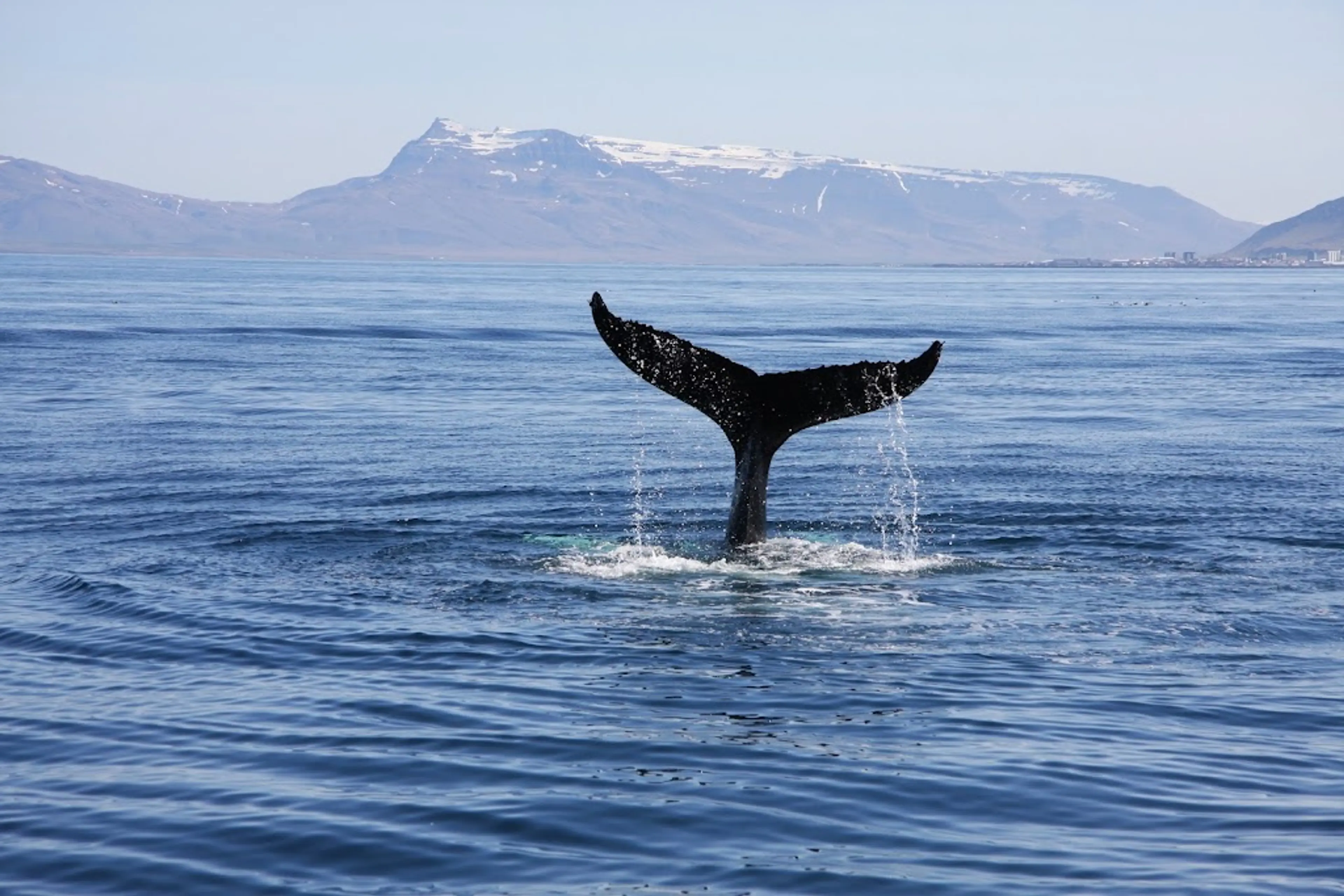 Whale watching tour