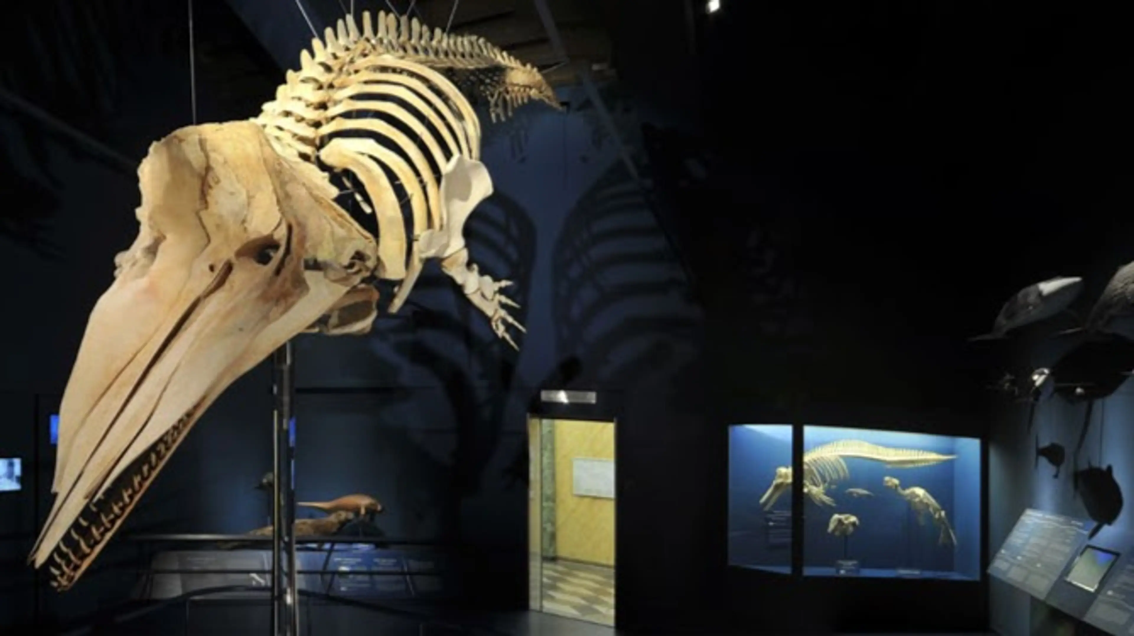Museo di Scienze Naturali
