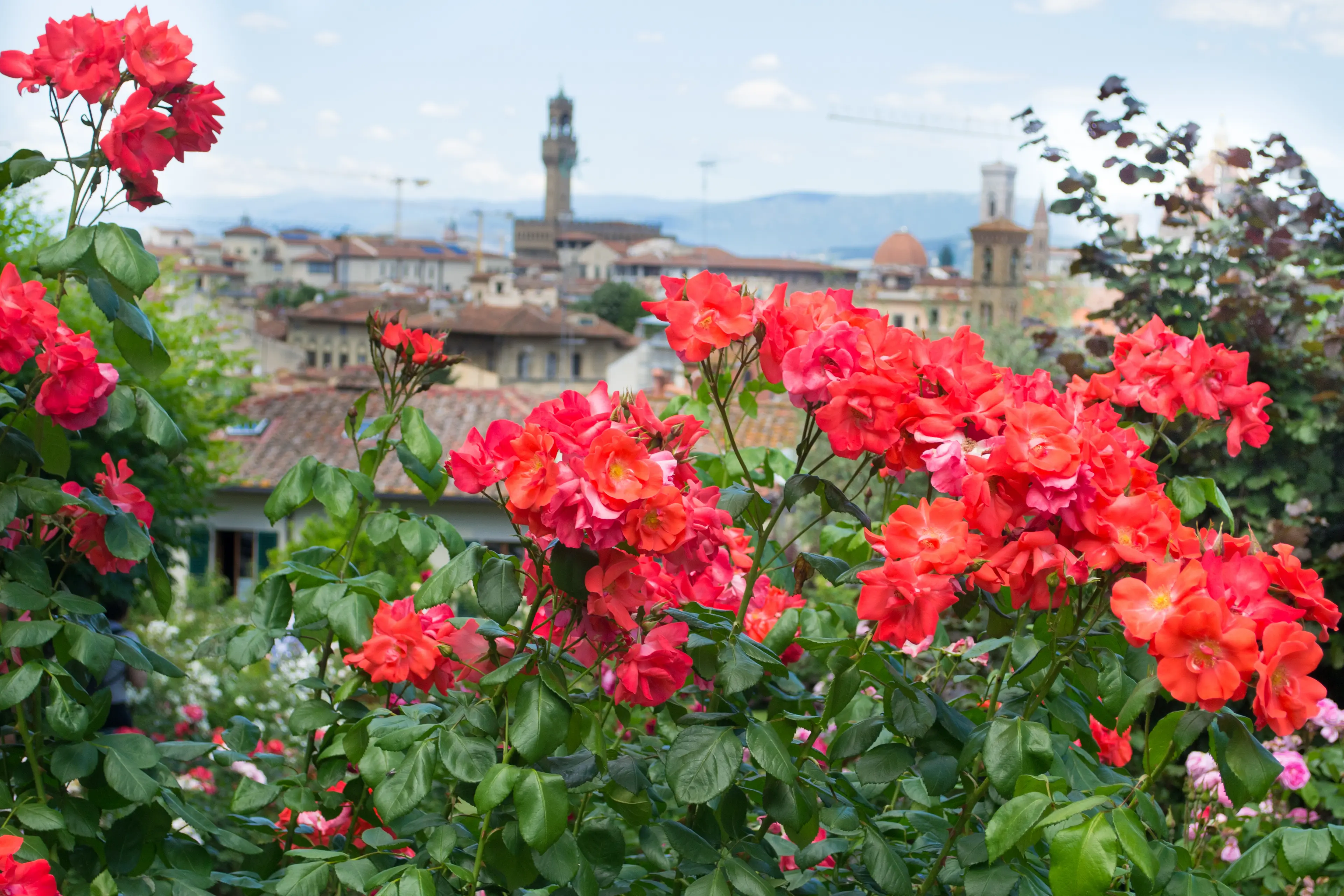 Rose Garden (Giardino delle Rose)
