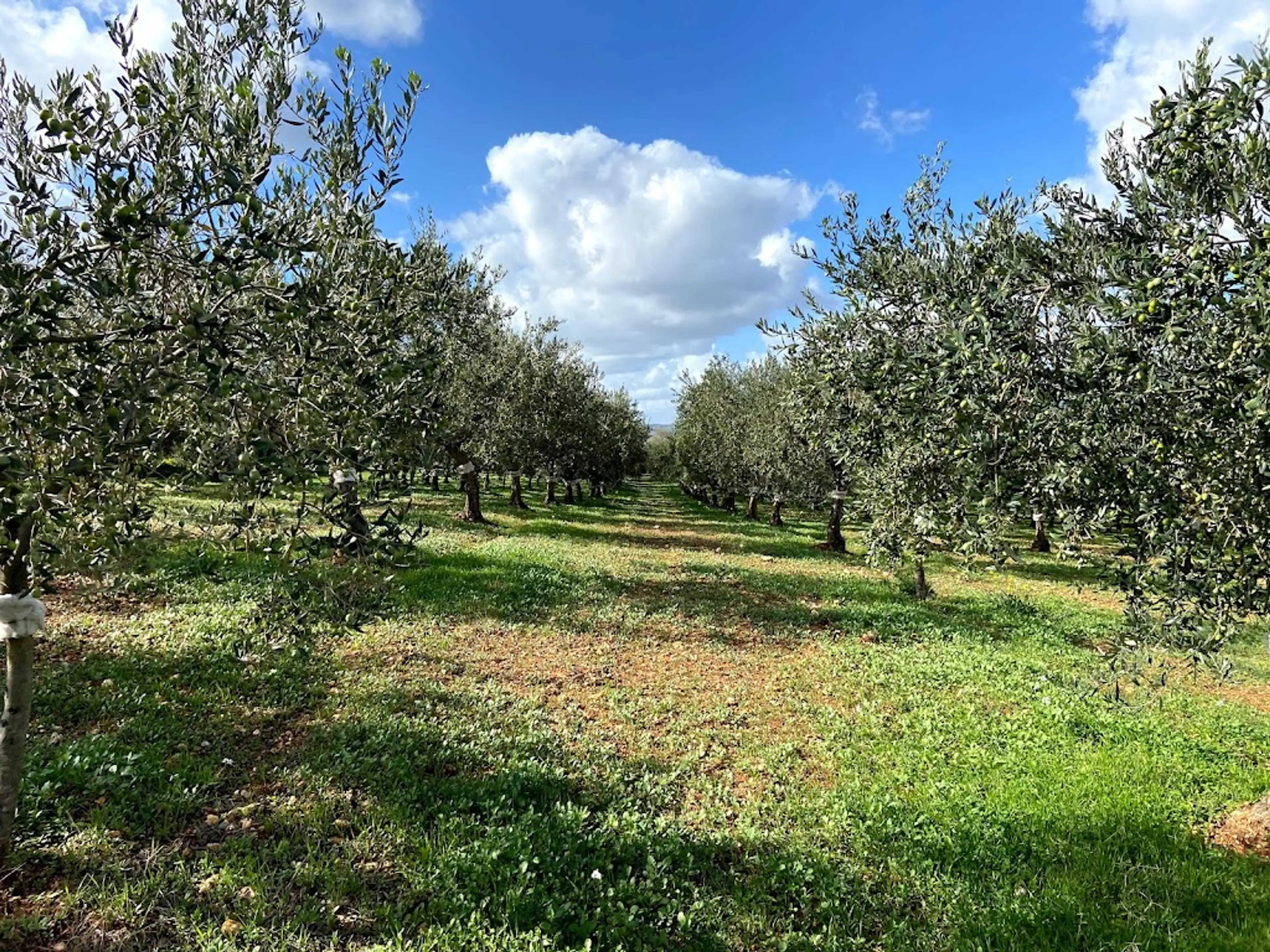 Olive oil farm