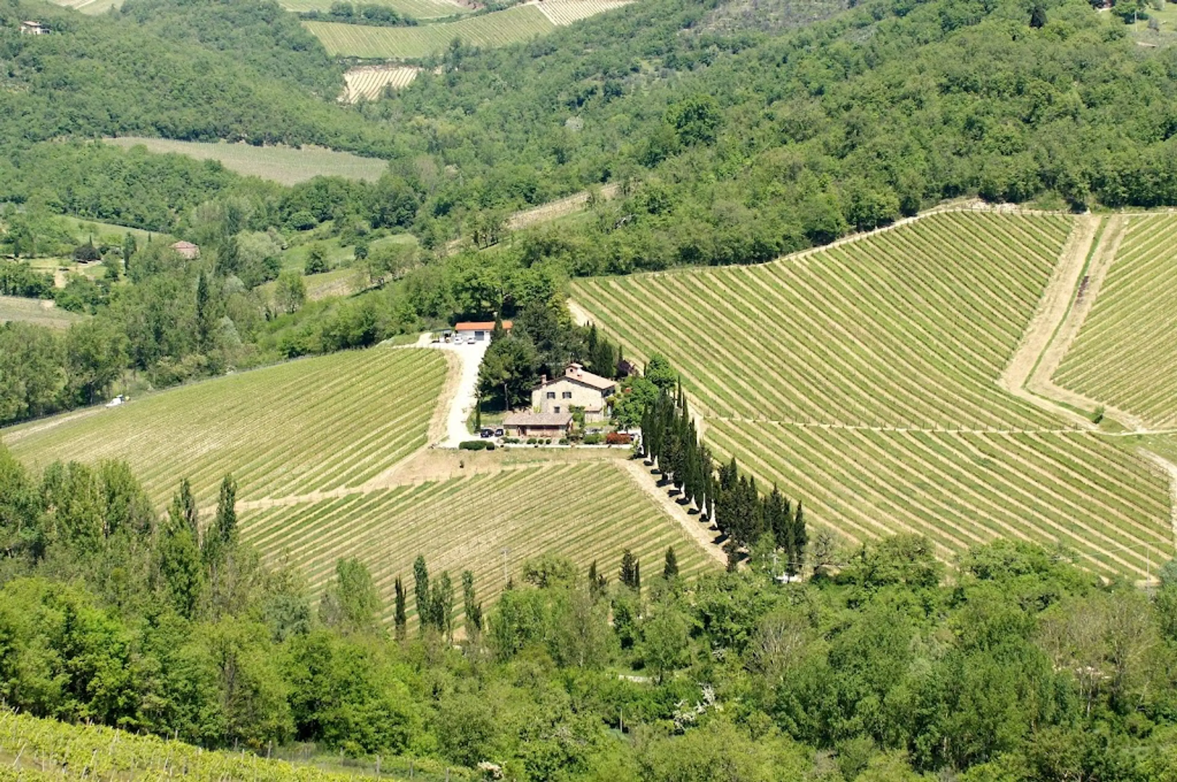 Chianti vineyards