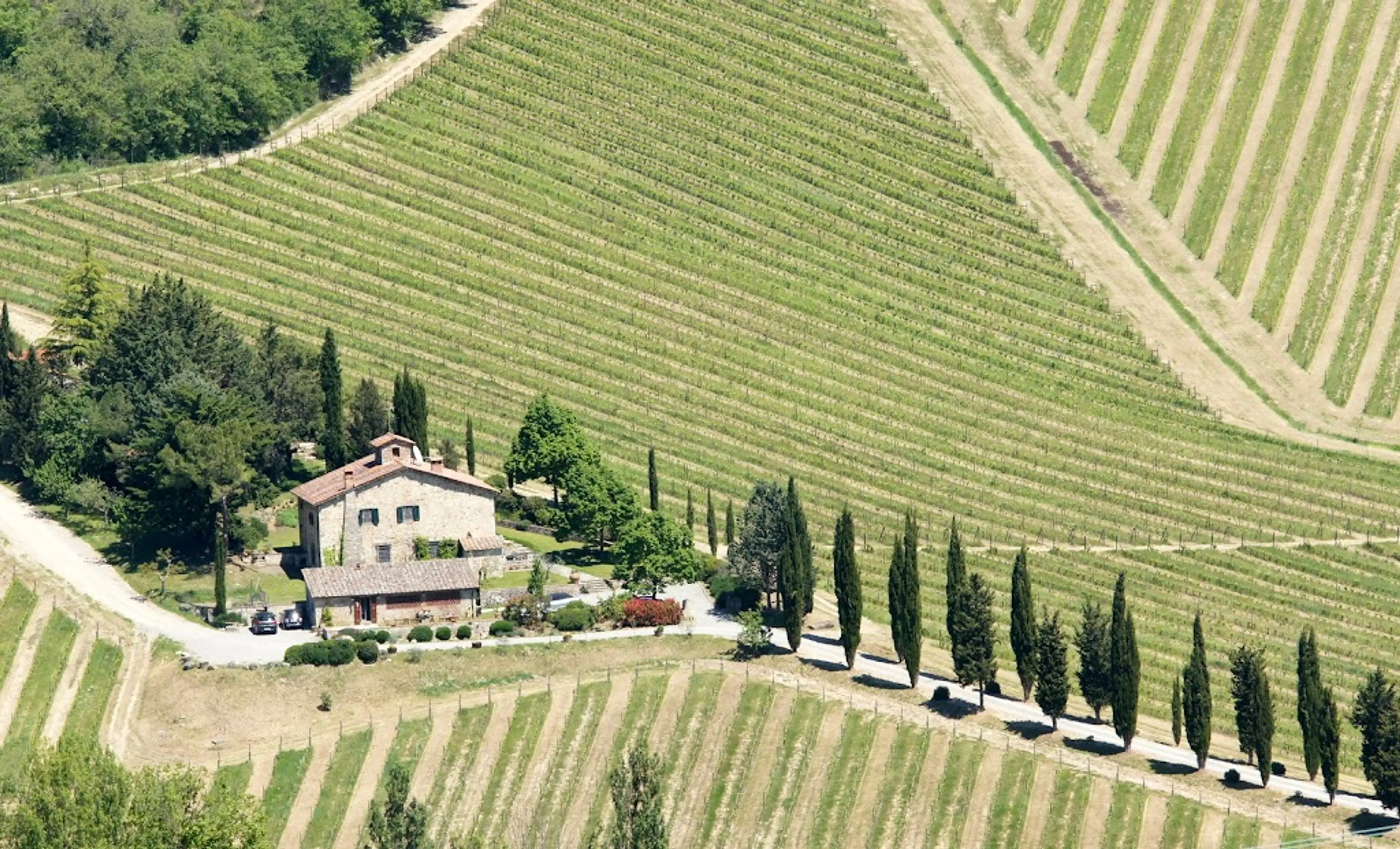 Tuscan vineyard